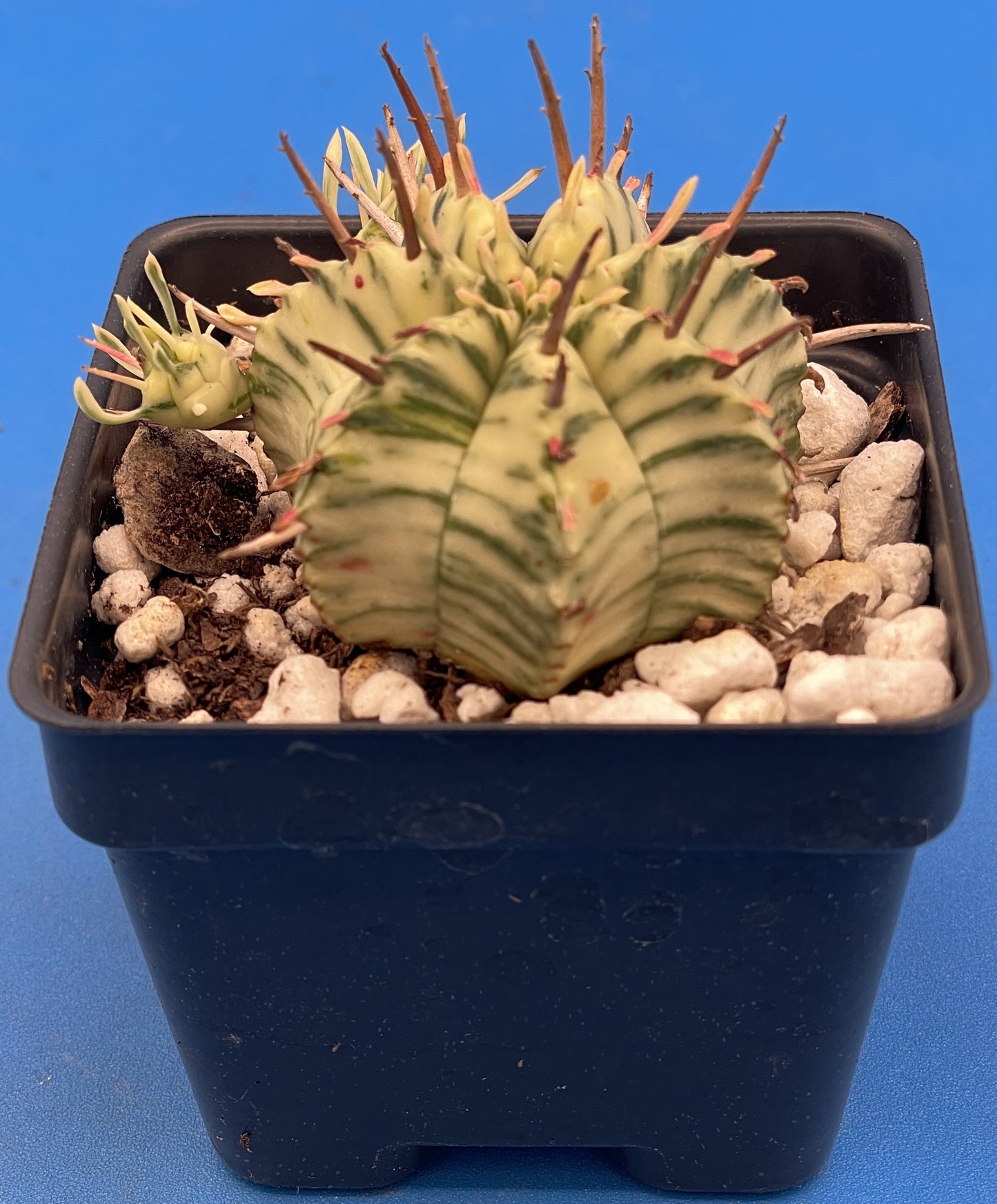 Euphorbia Meloformis Variegated Super Healthy In 3 Inch Pot