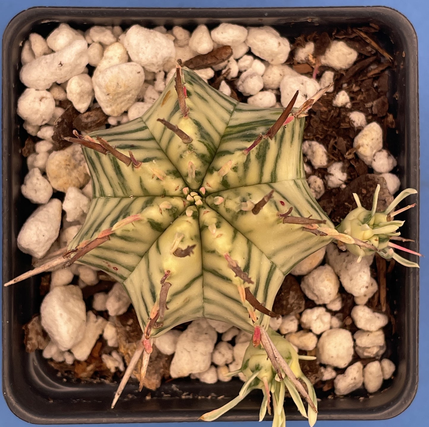 Euphorbia Meloformis Variegated Super Healthy In 3 Inch Pot