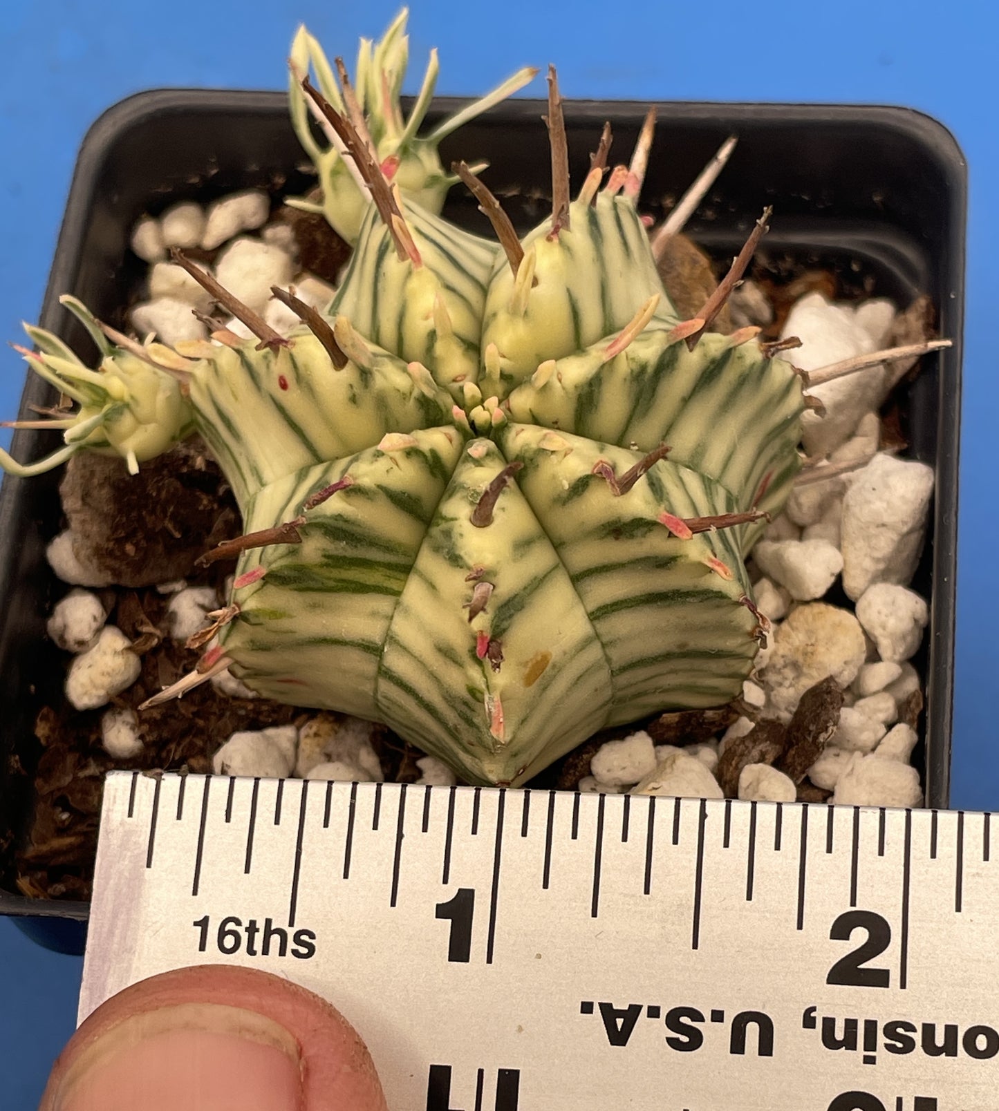 Euphorbia Meloformis Variegated Super Healthy In 3 Inch Pot