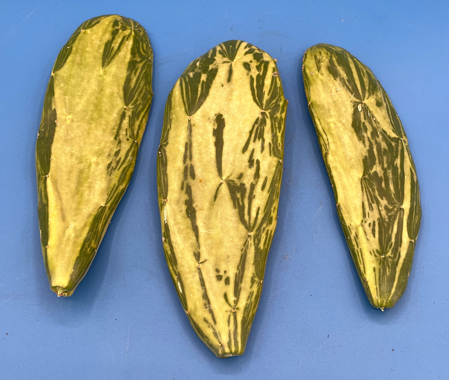 3 Variegated Opuntia Cochenillifera Cactus Pads - No shipping to CALIFORNIA or ARIZONA