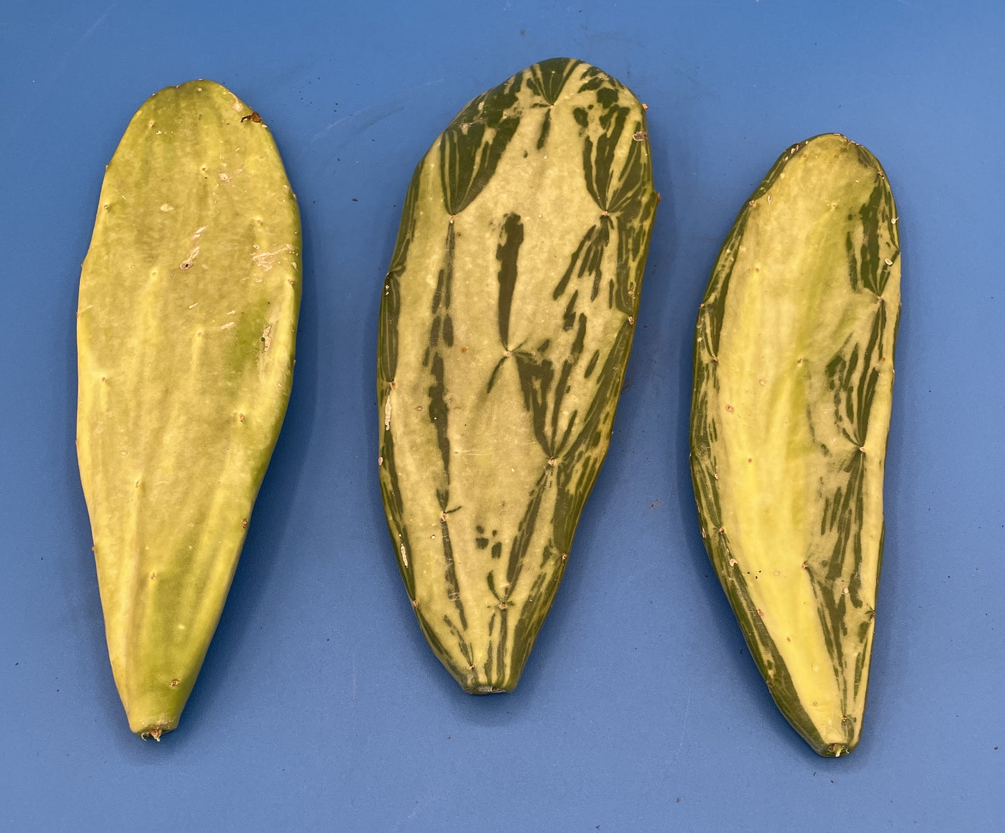 3 Variegated Opuntia Cochenillifera Cactus Pads - No shipping to CALIFORNIA or ARIZONA
