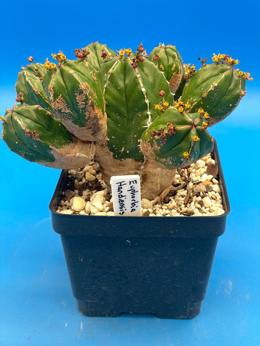 Euphorbia Handiensis - RARE Jandia Thistle - 4.5" Pot - Large & Super Healthy