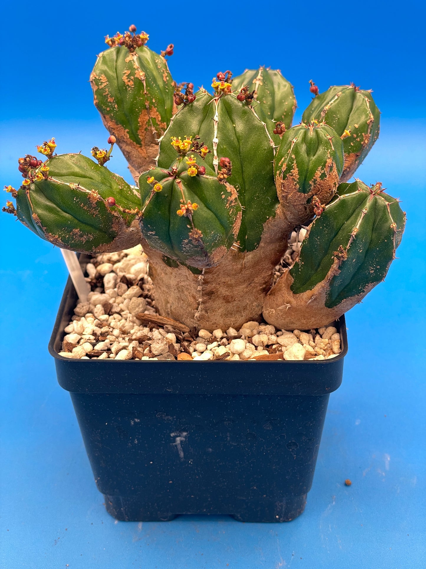 Euphorbia Handiensis - RARE Jandia Thistle - 4.5" Pot - Large & Super Healthy