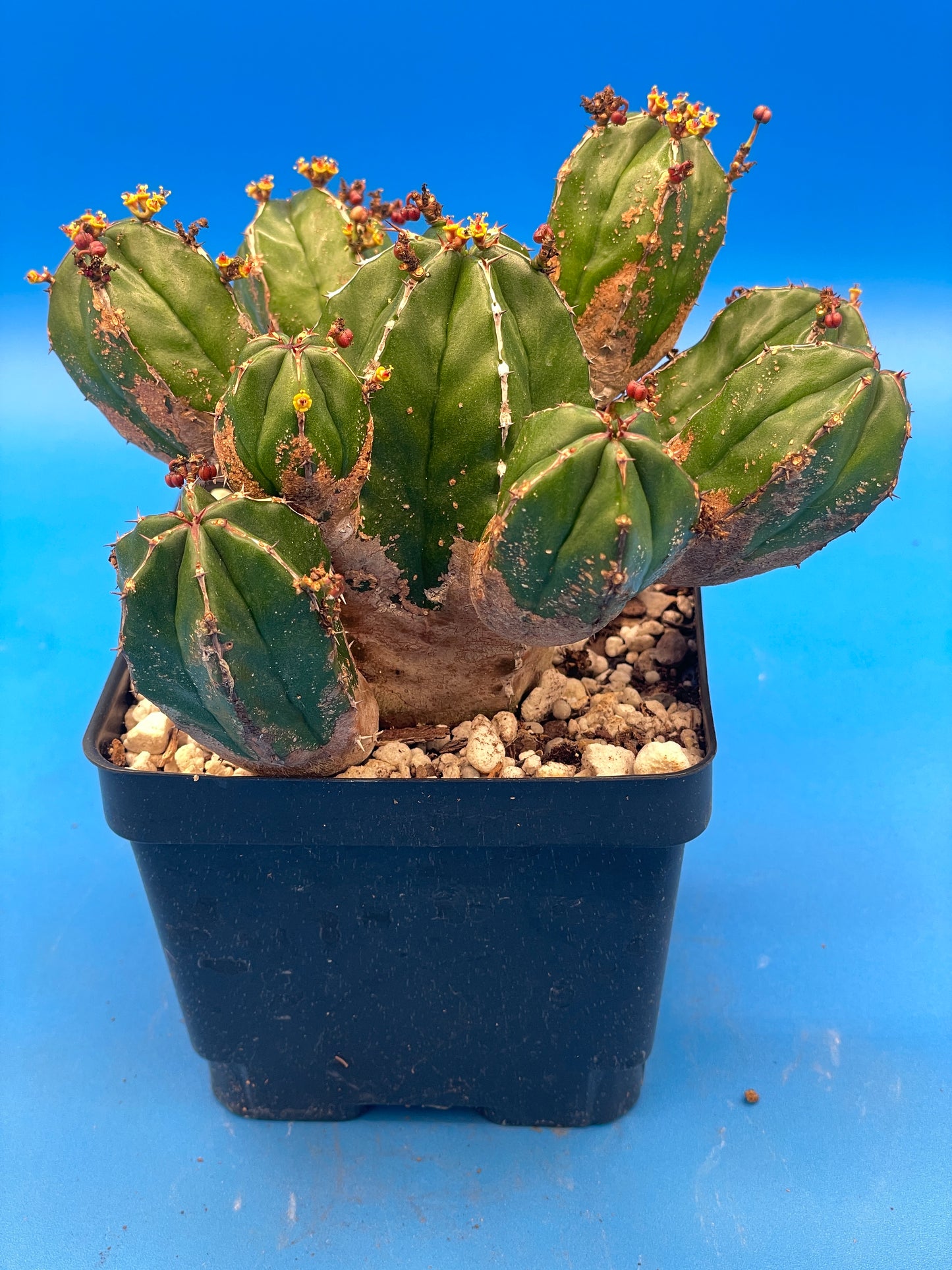 Euphorbia Handiensis - RARE Jandia Thistle - 4.5" Pot - Large & Super Healthy