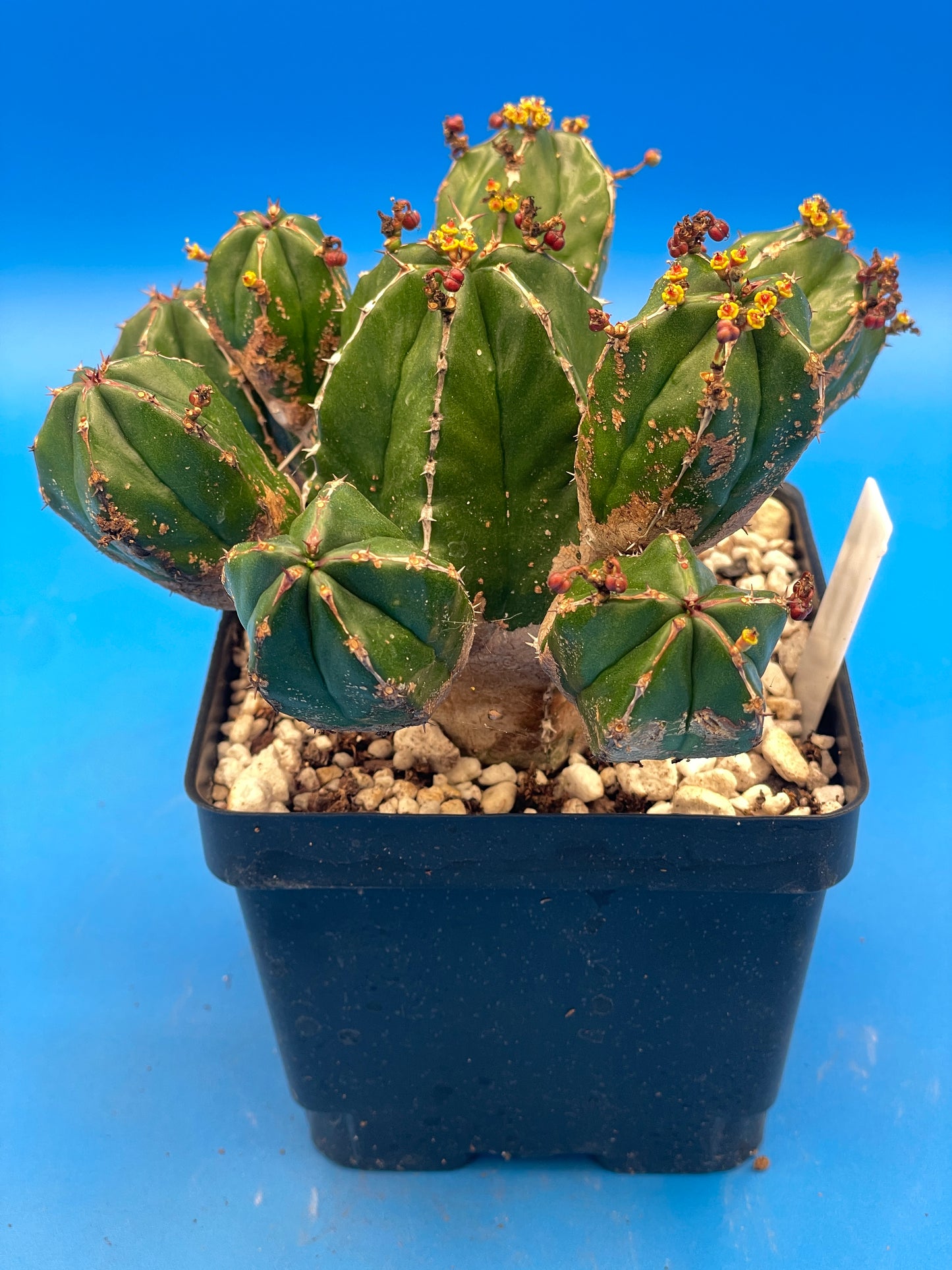 Euphorbia Handiensis - RARE Jandia Thistle - 4.5" Pot - Large & Super Healthy
