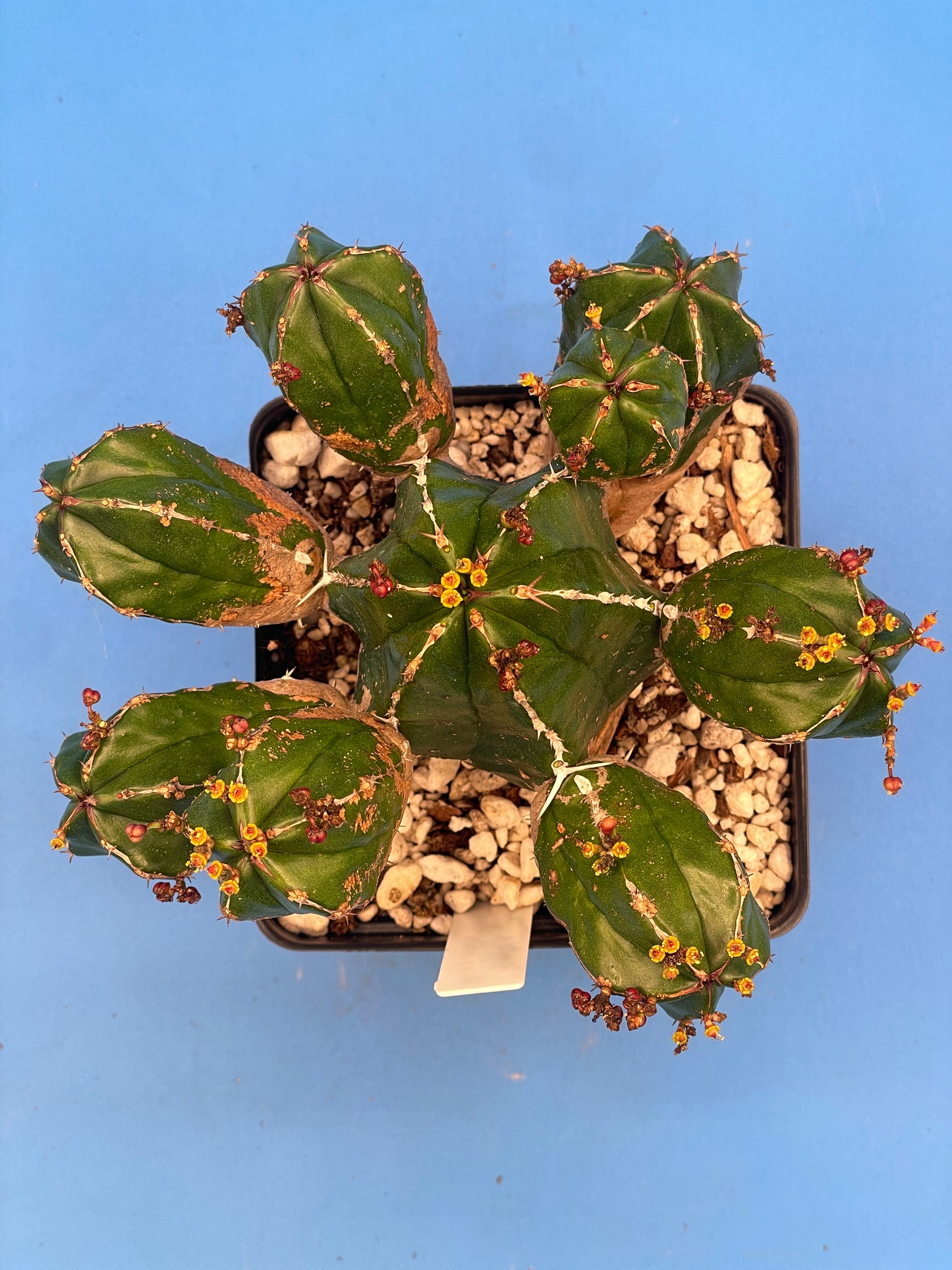 Euphorbia Handiensis - RARE Jandia Thistle - 4.5" Pot - Large & Super Healthy