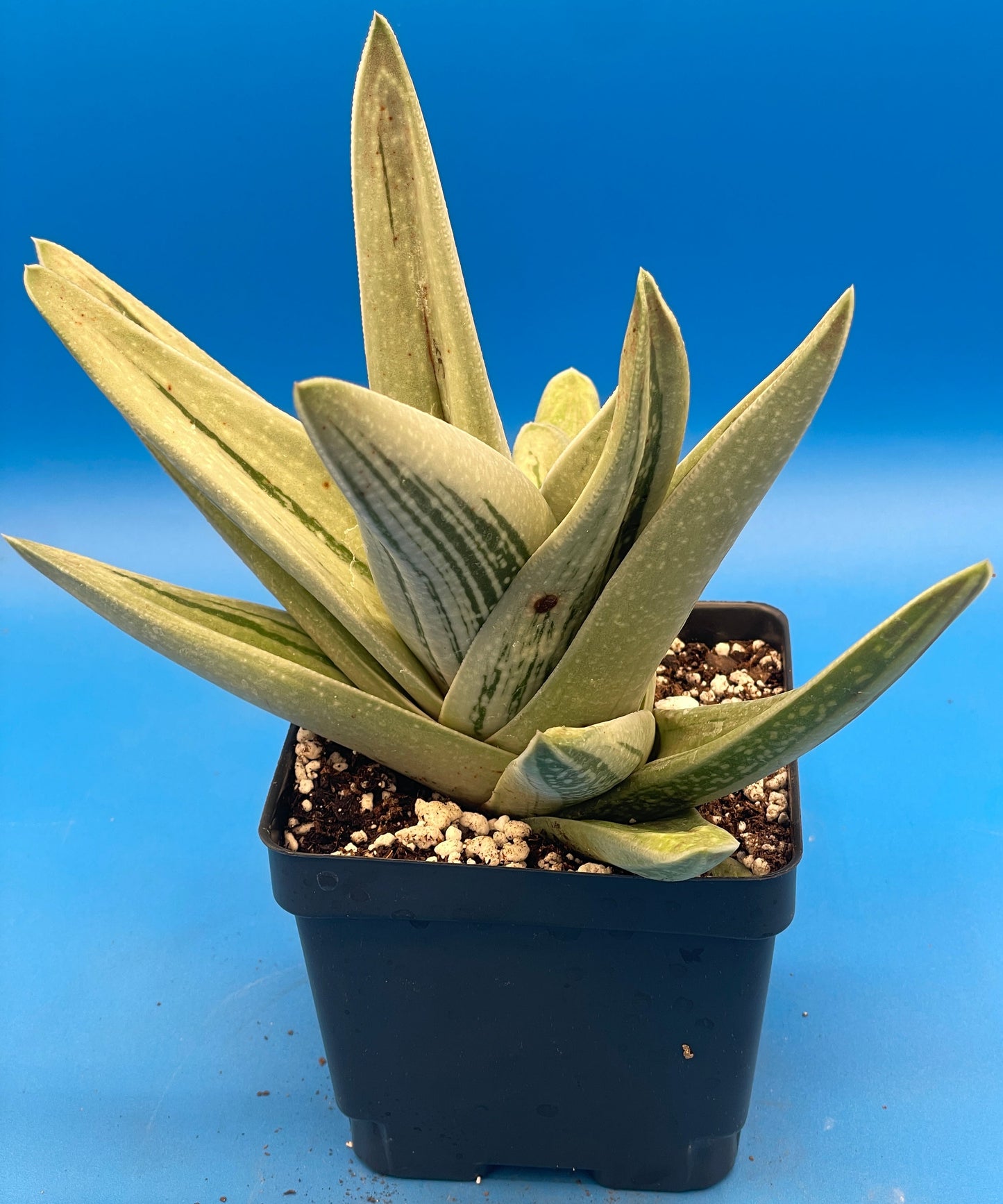 Gasteraloe Green Ice Grown In 4.5" Pot - Cannot Ship To California Or Arizona!