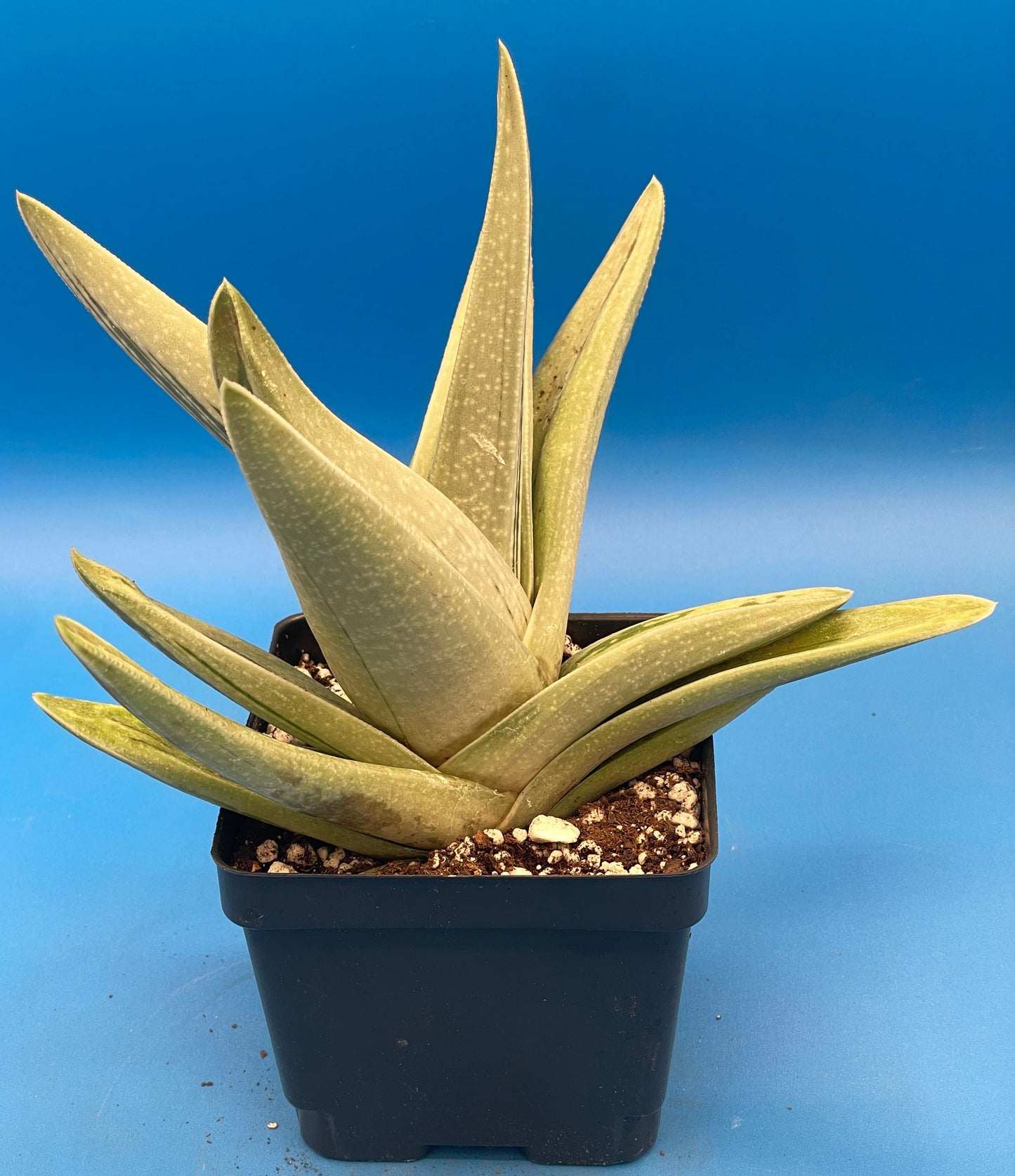 Gasteraloe Green Ice Grown In 4.5" Pot - Cannot Ship To California Or Arizona!