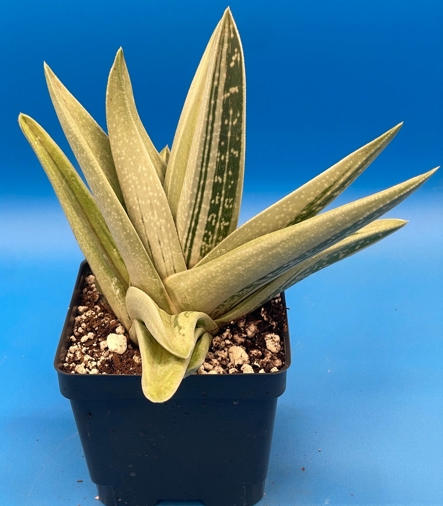 Gasteraloe Green Ice Grown In 4.5" Pot - Cannot Ship To California Or Arizona!