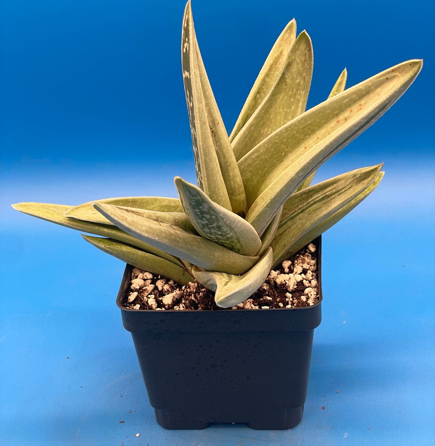 Gasteraloe Green Ice Grown In 4.5" Pot - Cannot Ship To California Or Arizona!