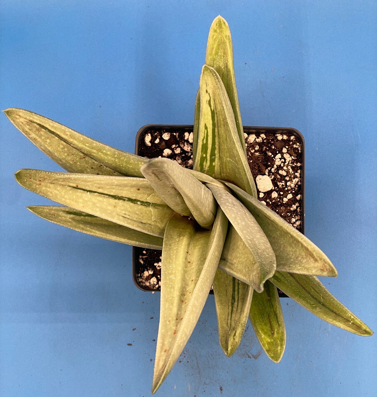 Gasteraloe Green Ice Grown In 4.5" Pot - Cannot Ship To California Or Arizona!