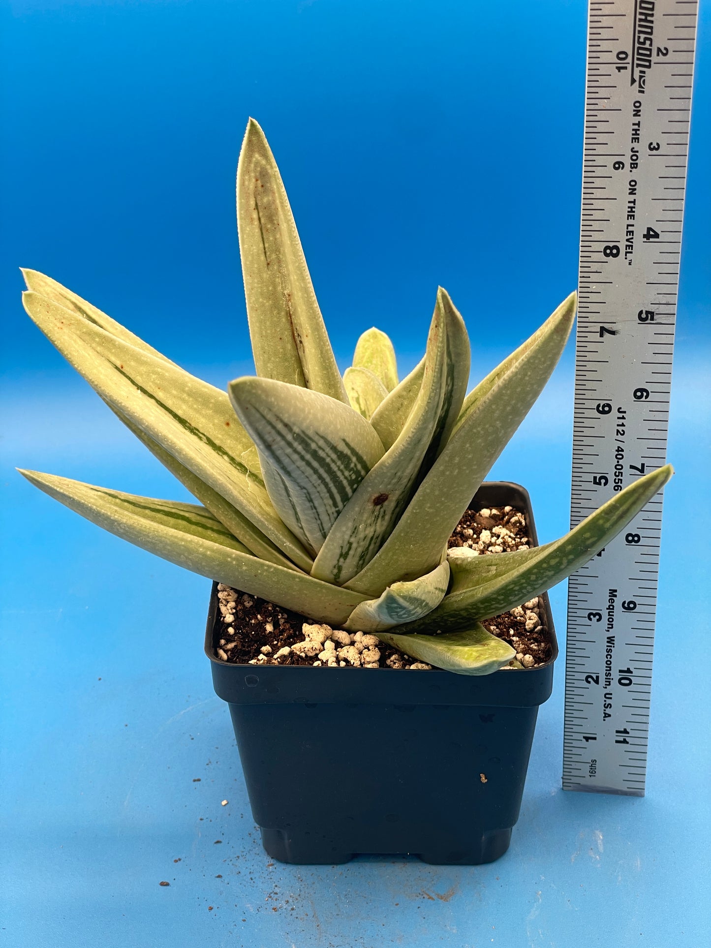 Gasteraloe Green Ice Grown In 4.5" Pot - Cannot Ship To California Or Arizona!