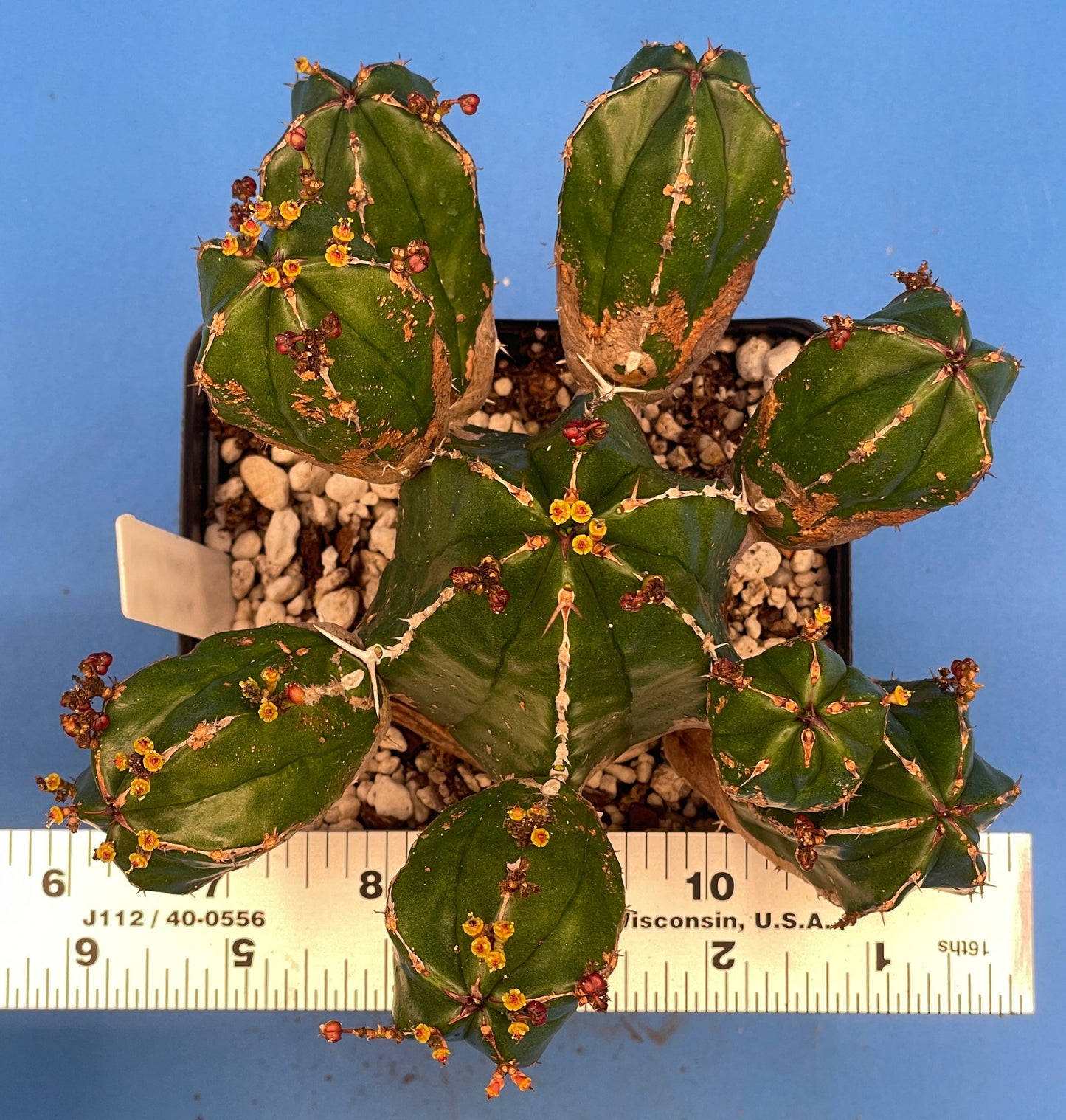 Euphorbia Handiensis - RARE Jandia Thistle - 4.5" Pot - Large & Super Healthy