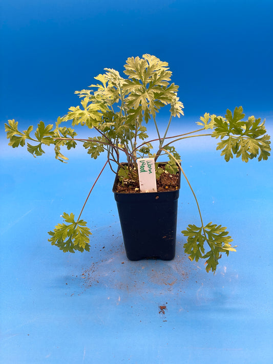 Wormwood Starter Plant - Artemisia absinthium - 3" Starter Pot - Can Not Ship To California\Arizona