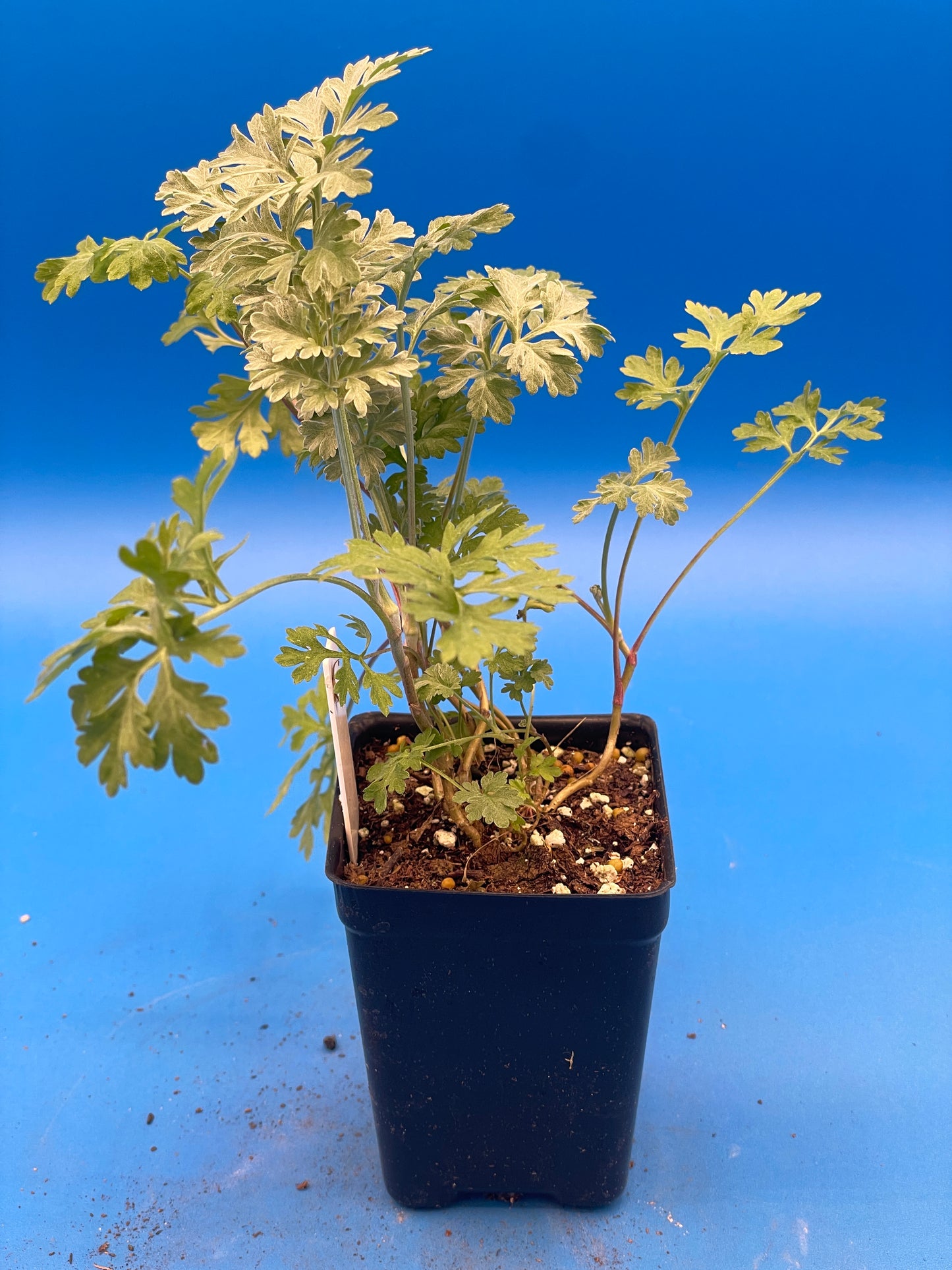 Wormwood Starter Plant - Artemisia absinthium - 3" Starter Pot - Can Not Ship To California\Arizona