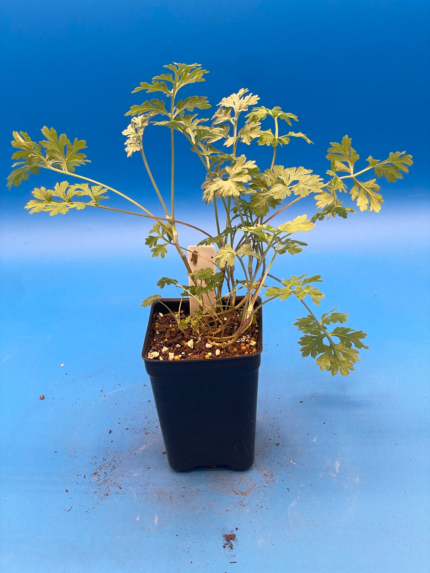 Wormwood Starter Plant - Artemisia absinthium - 3" Starter Pot - Can Not Ship To California\Arizona
