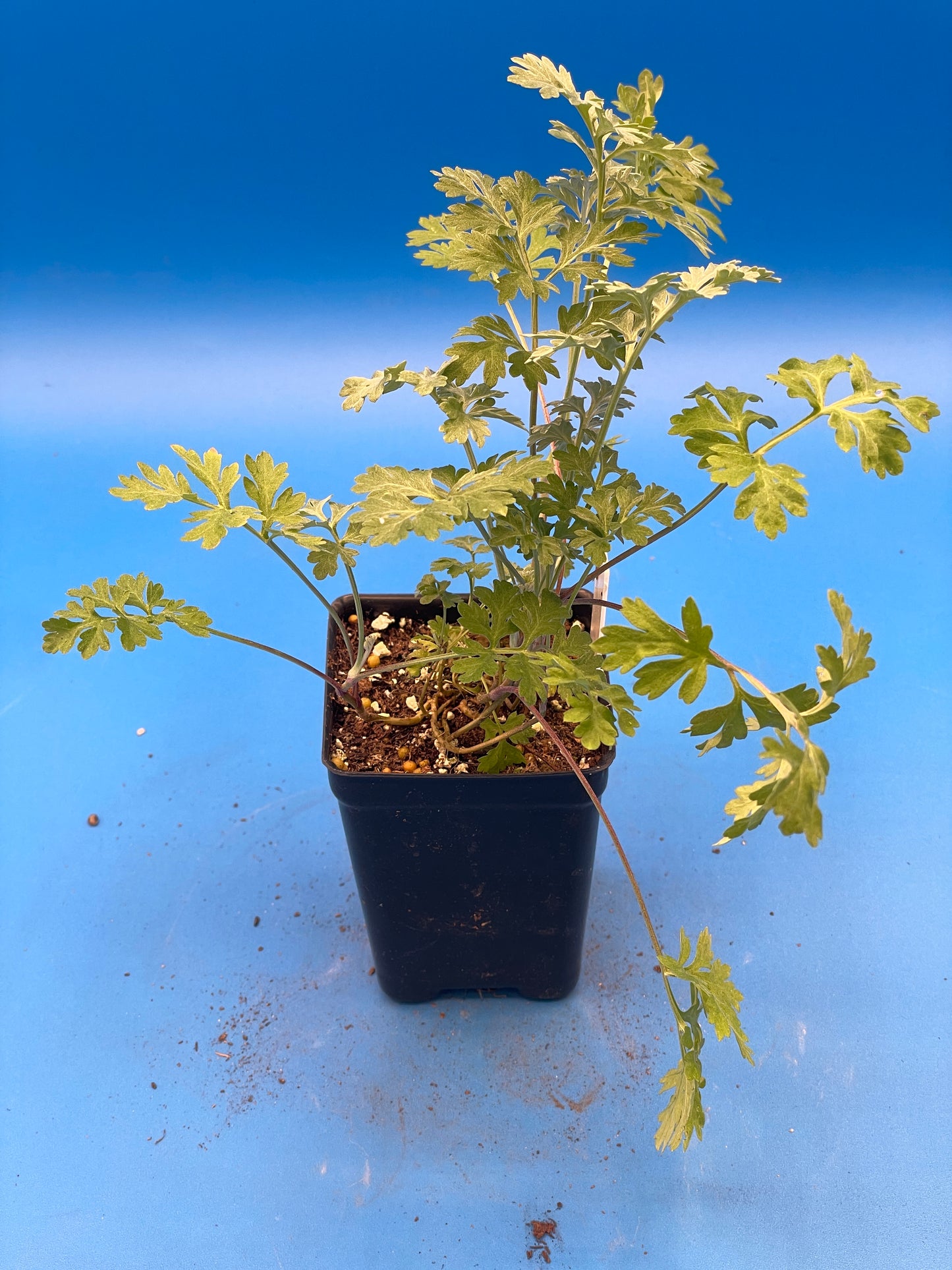 Wormwood Starter Plant - Artemisia absinthium - 3" Starter Pot - Can Not Ship To California\Arizona