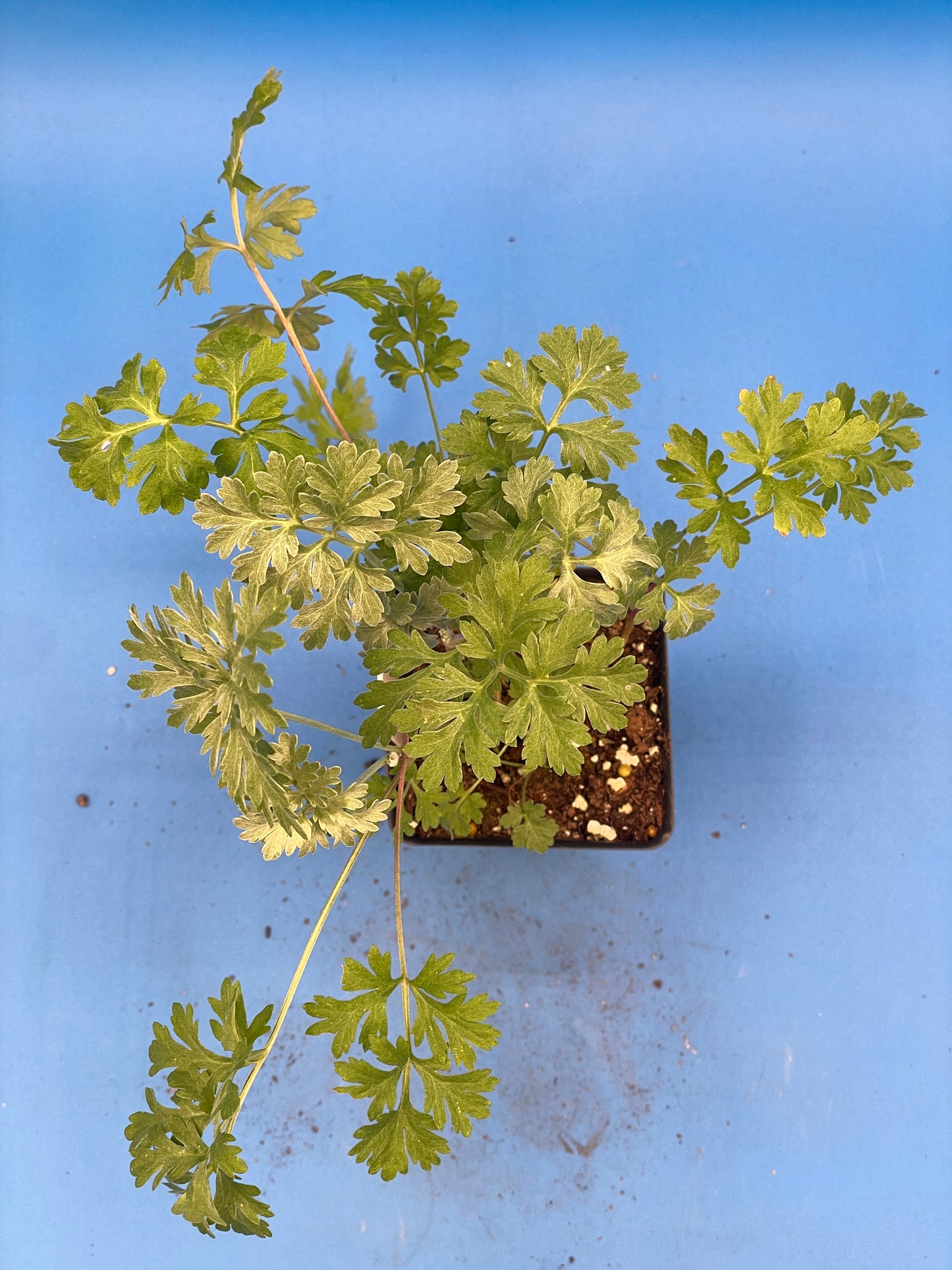 Wormwood Starter Plant - Artemisia absinthium - 3" Starter Pot - Can Not Ship To California\Arizona