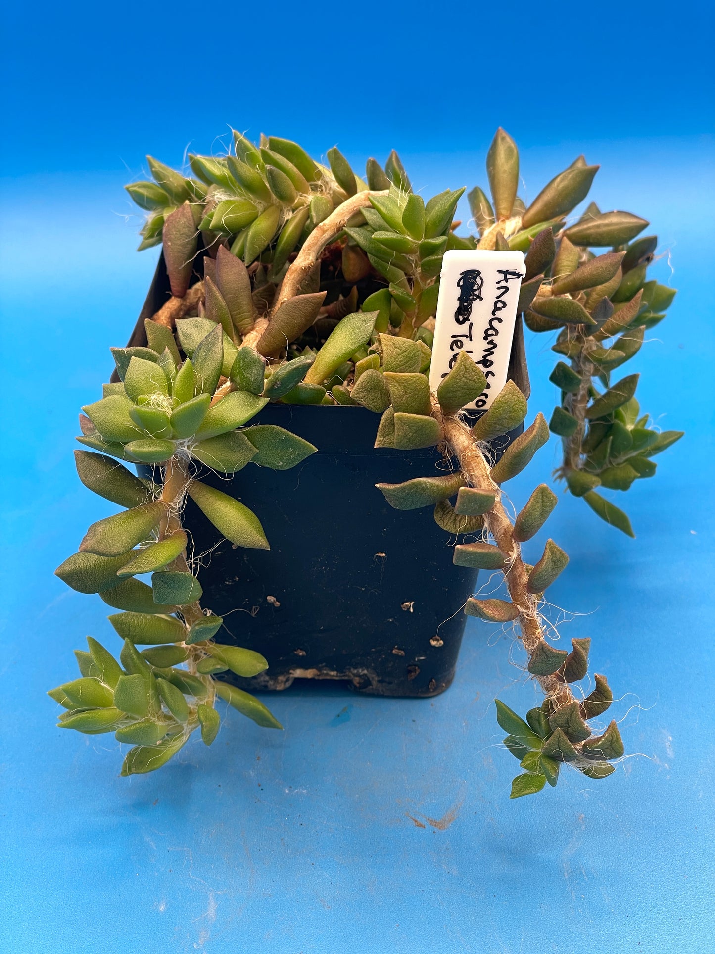 sand rose succulent Anacampseros Telephiastrum - Sand Rose
