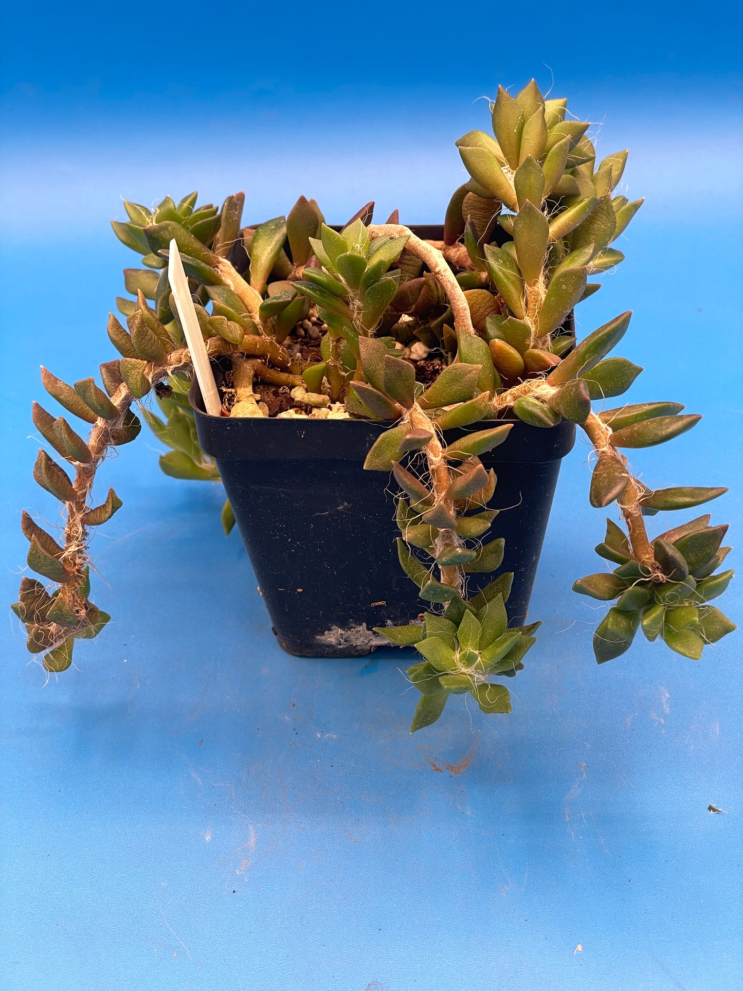 Anacampseros Telephiastrum - Sand Rose - Ships in 3.5” pot