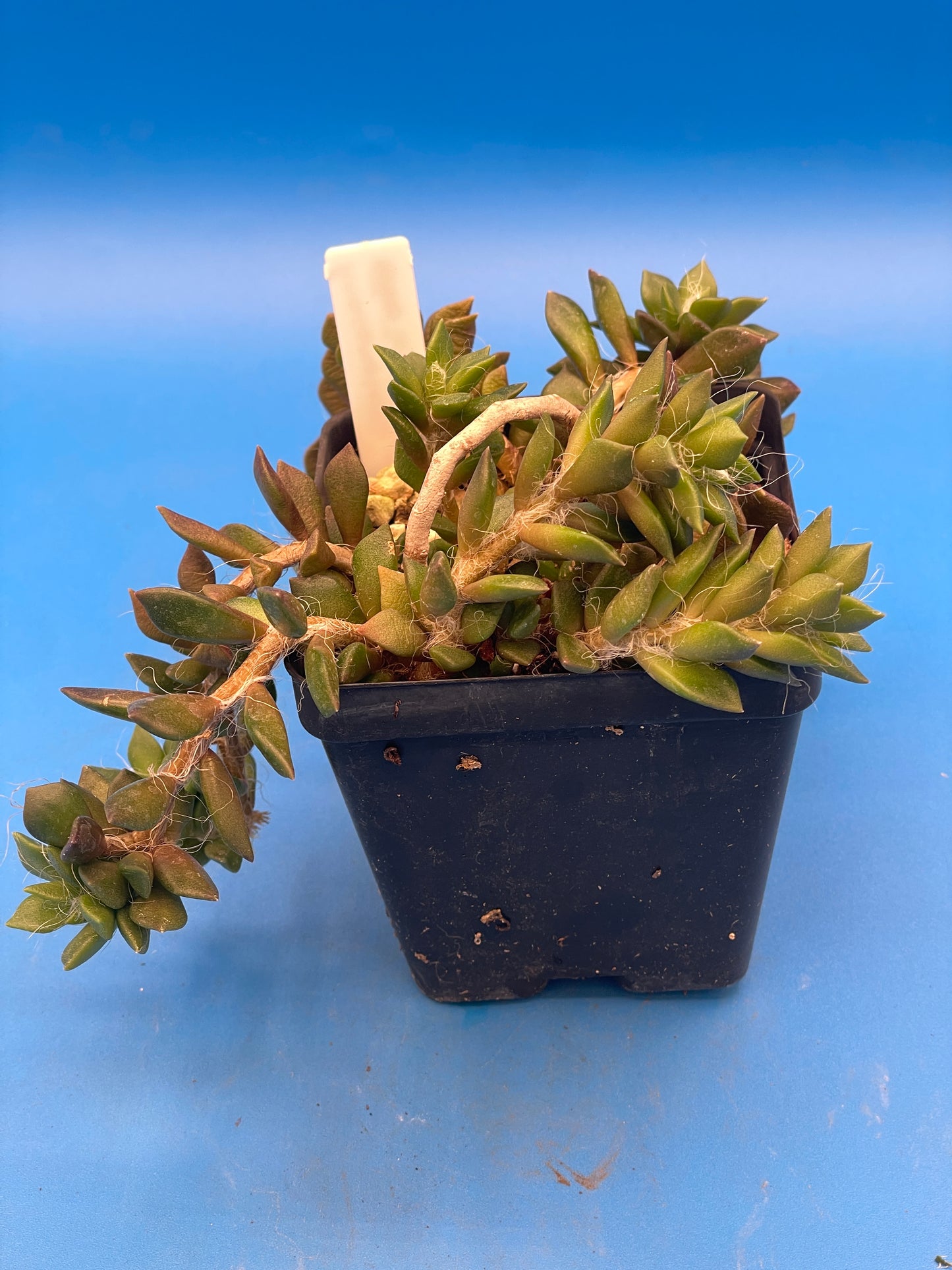 Anacampseros Telephiastrum - Sand Rose - Ships in 3.5” pot