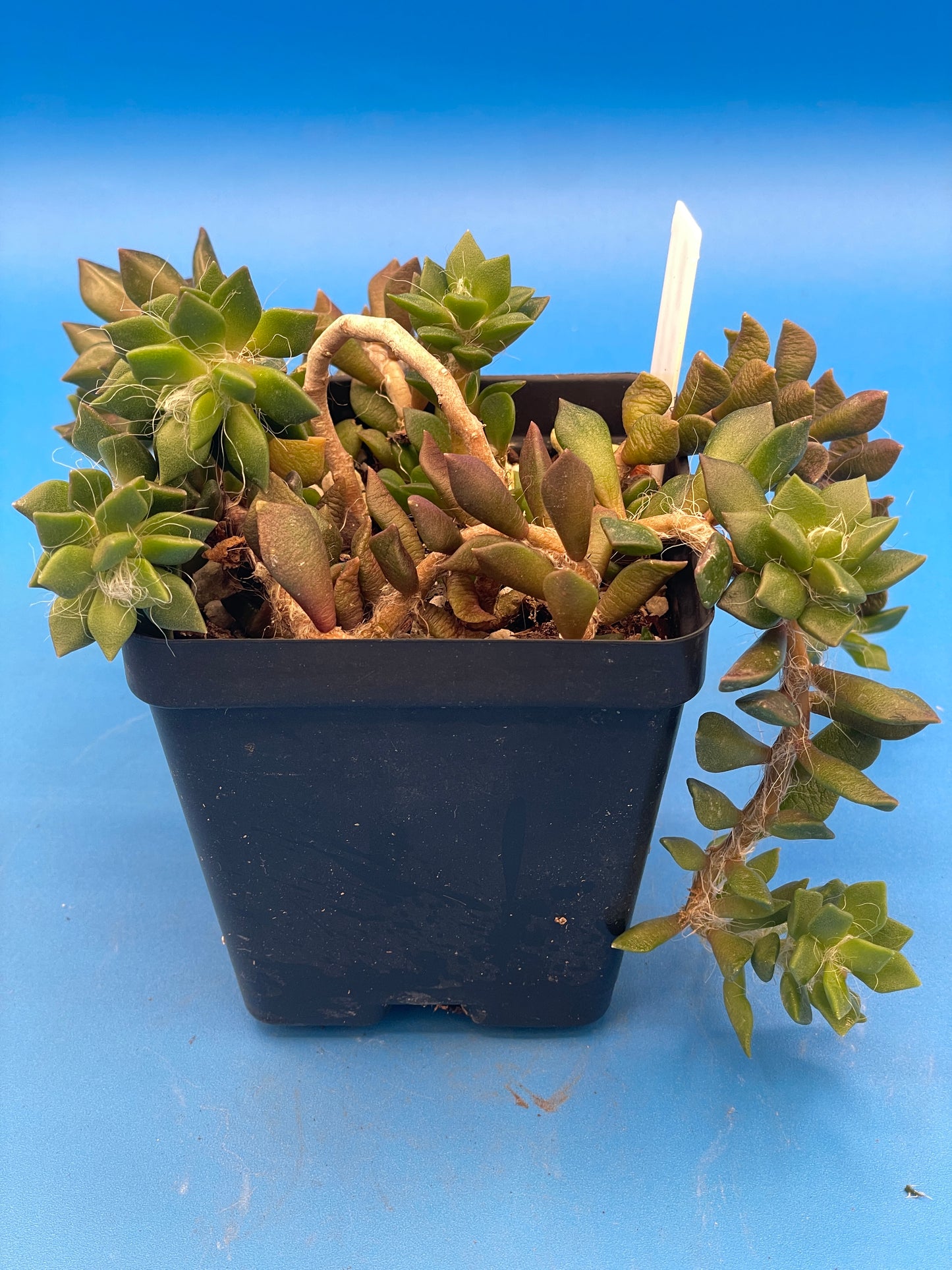 sand rose succulent Anacampseros Telephiastrum - Sand Rose