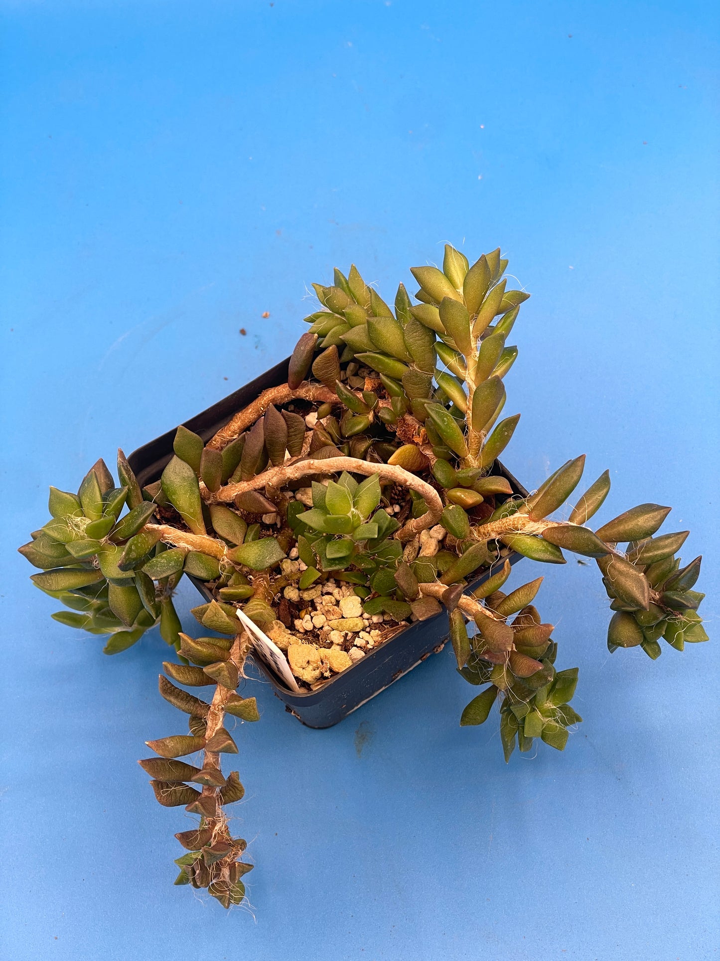 Anacampseros Telephiastrum - Sand Rose - Ships in 3.5” pot