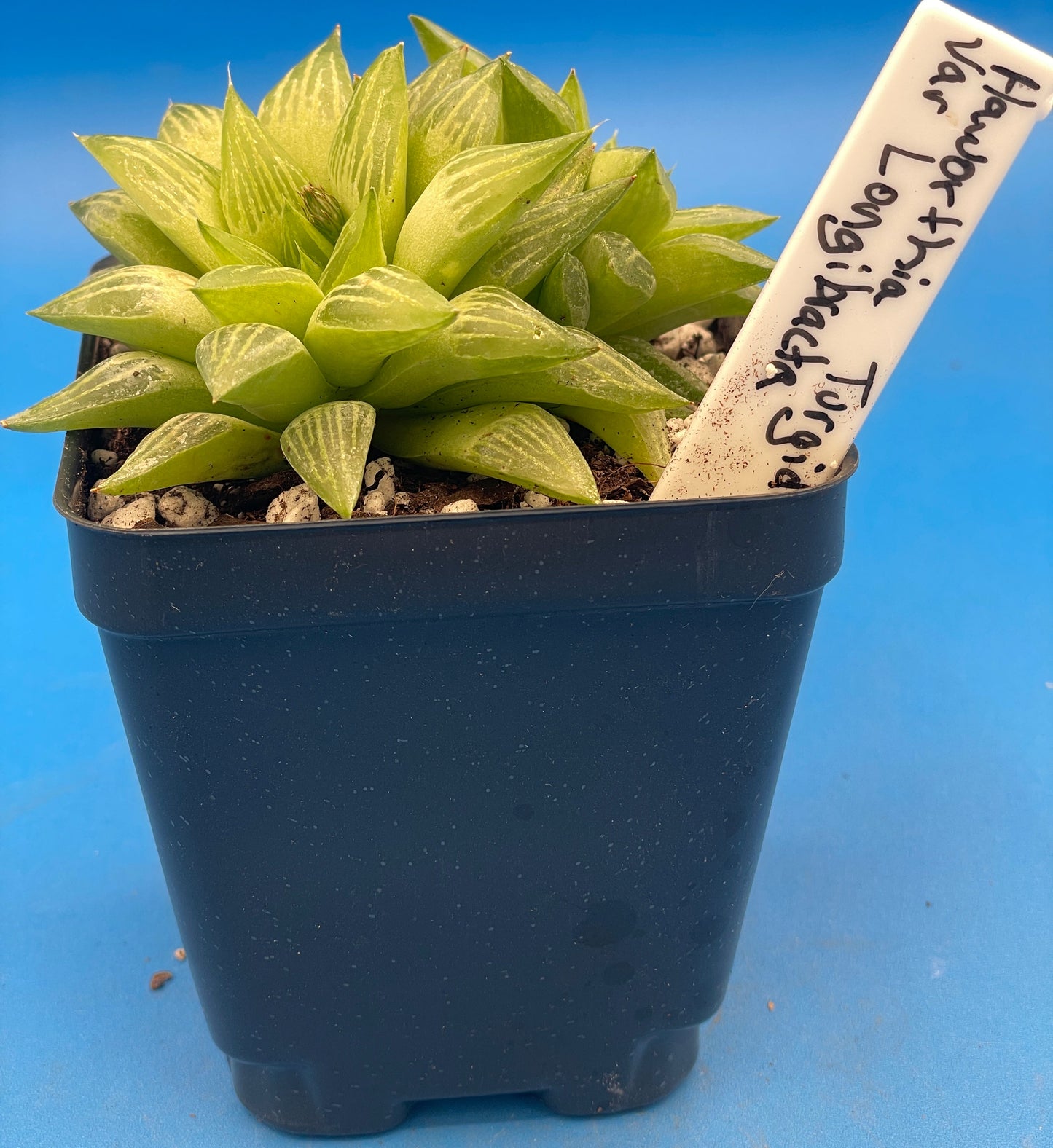 Haworthia Turgida Var Longibracteata - Shown in 3.5” pot - Pot Great For Rock Gardens!Haworthia Turgida Var Longibracteata -  No Shipping To California Or Arizona!