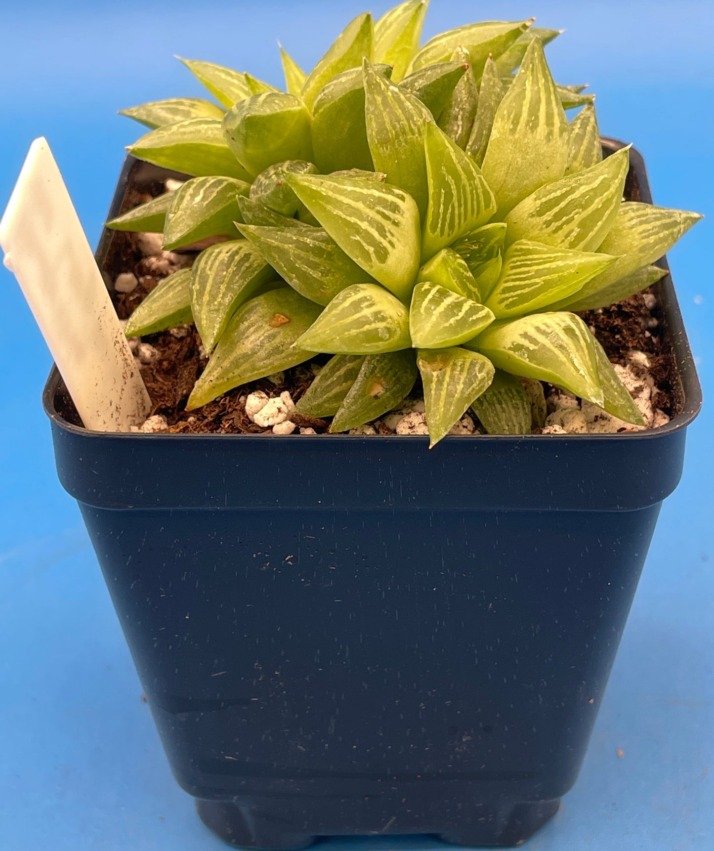 Haworthia Turgida Var Longibracteata - Shown in 3.5” pot - Pot Great For Rock Gardens!Haworthia Turgida Var Longibracteata -  No Shipping To California Or Arizona!
