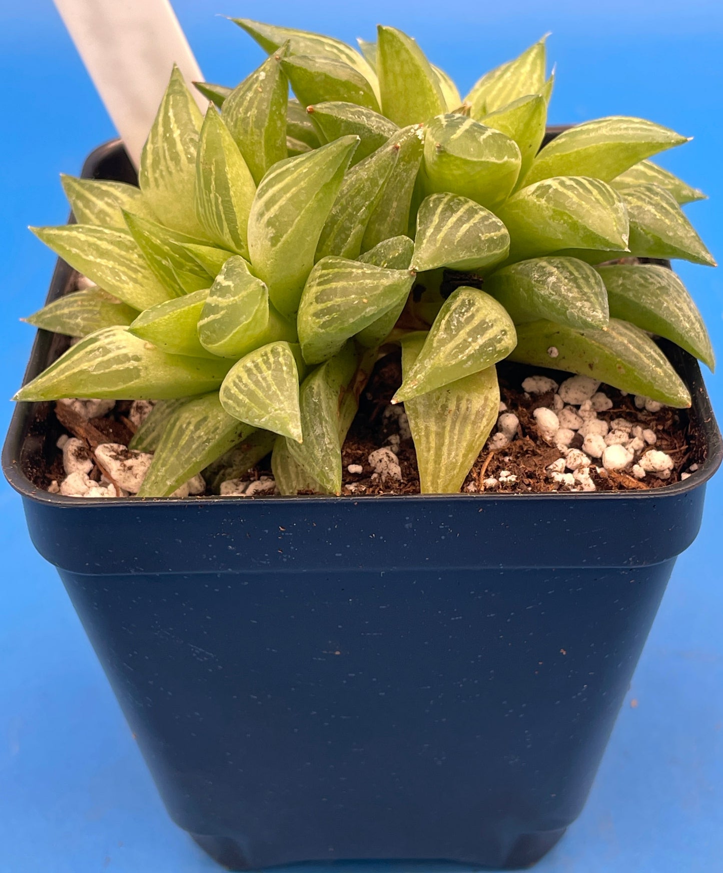 Haworthia Turgida Var Longibracteata - Shown in 3.5” pot - Pot Great For Rock Gardens!Haworthia Turgida Var Longibracteata -  No Shipping To California Or Arizona!