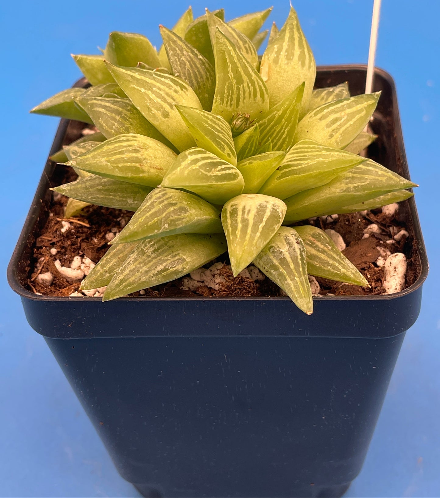 Haworthia Turgida Var Longibracteata - Shown in 3.5” pot - Pot Great For Rock Gardens!Haworthia Turgida Var Longibracteata -  No Shipping To California Or Arizona!
