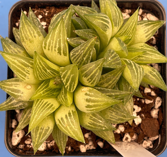 Haworthia Turgida Var Longibracteata - Shown in 3.5” pot - Pot Great For Rock Gardens!Haworthia Turgida Var Longibracteata -  No Shipping To California Or Arizona!