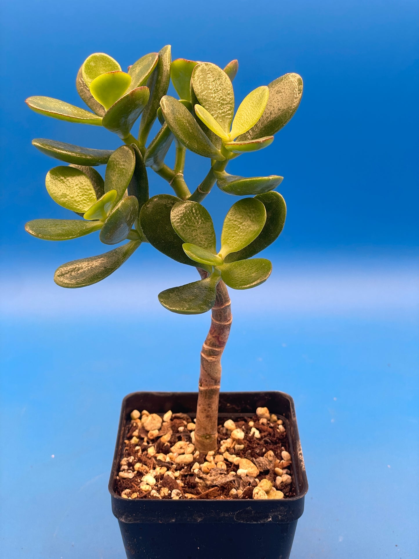 Baby Jade Plant - Crosby Compact Crassula Ovata in 3.5” pot Grows Like a bonsai!