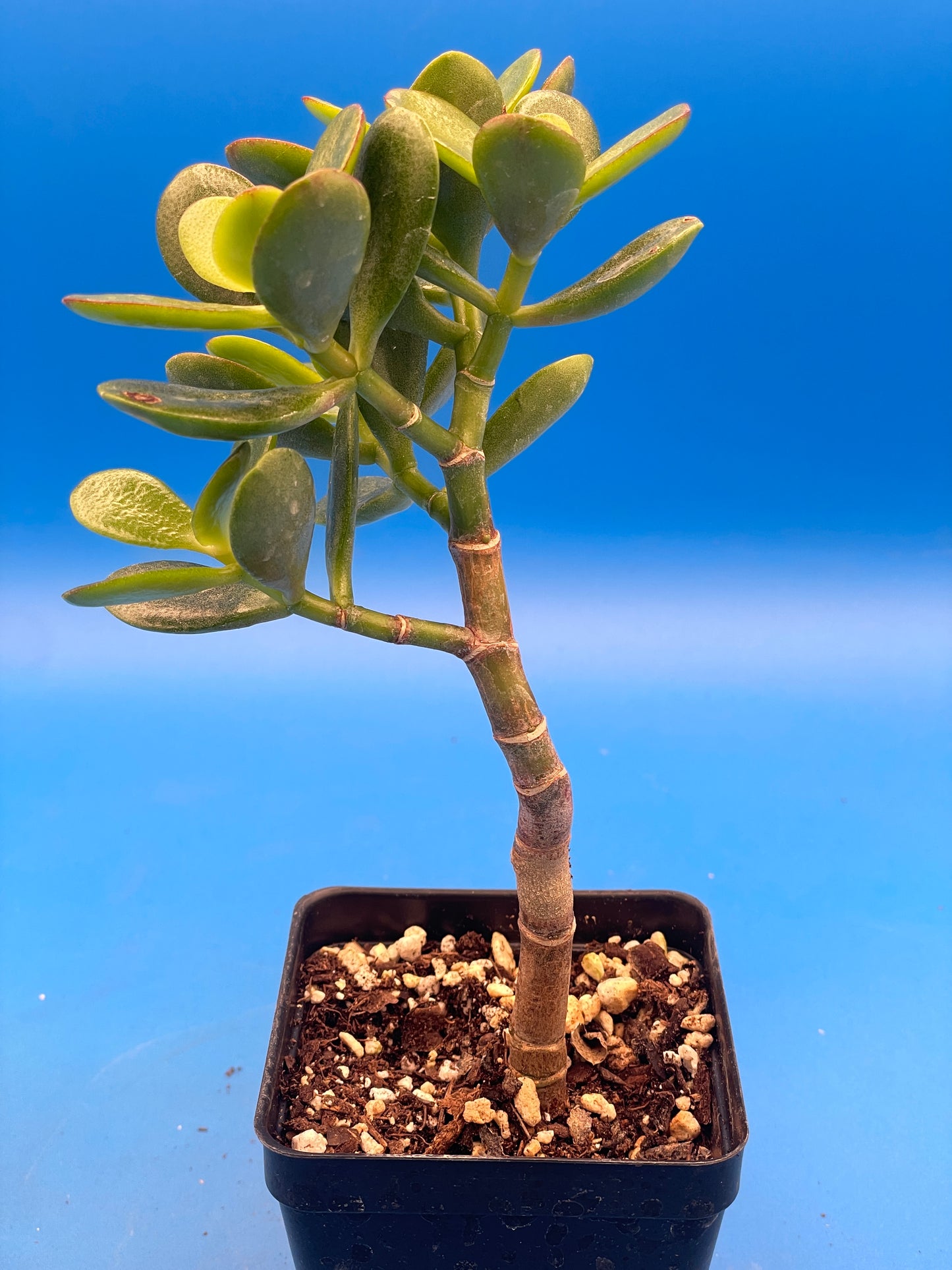 Baby Jade Plant - Crosby Compact Crassula Ovata in 3.5” pot Grows Like a bonsai!