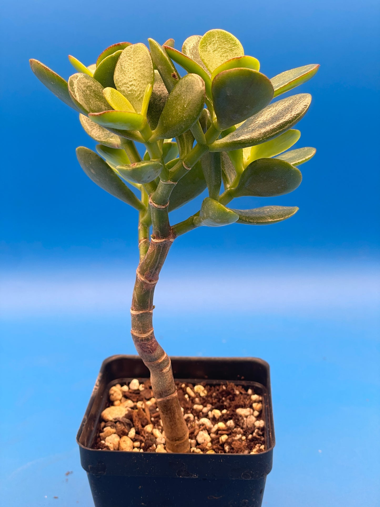 Baby Jade Plant - Crosby Compact Crassula Ovata in 3.5” pot Grows Like a bonsai!