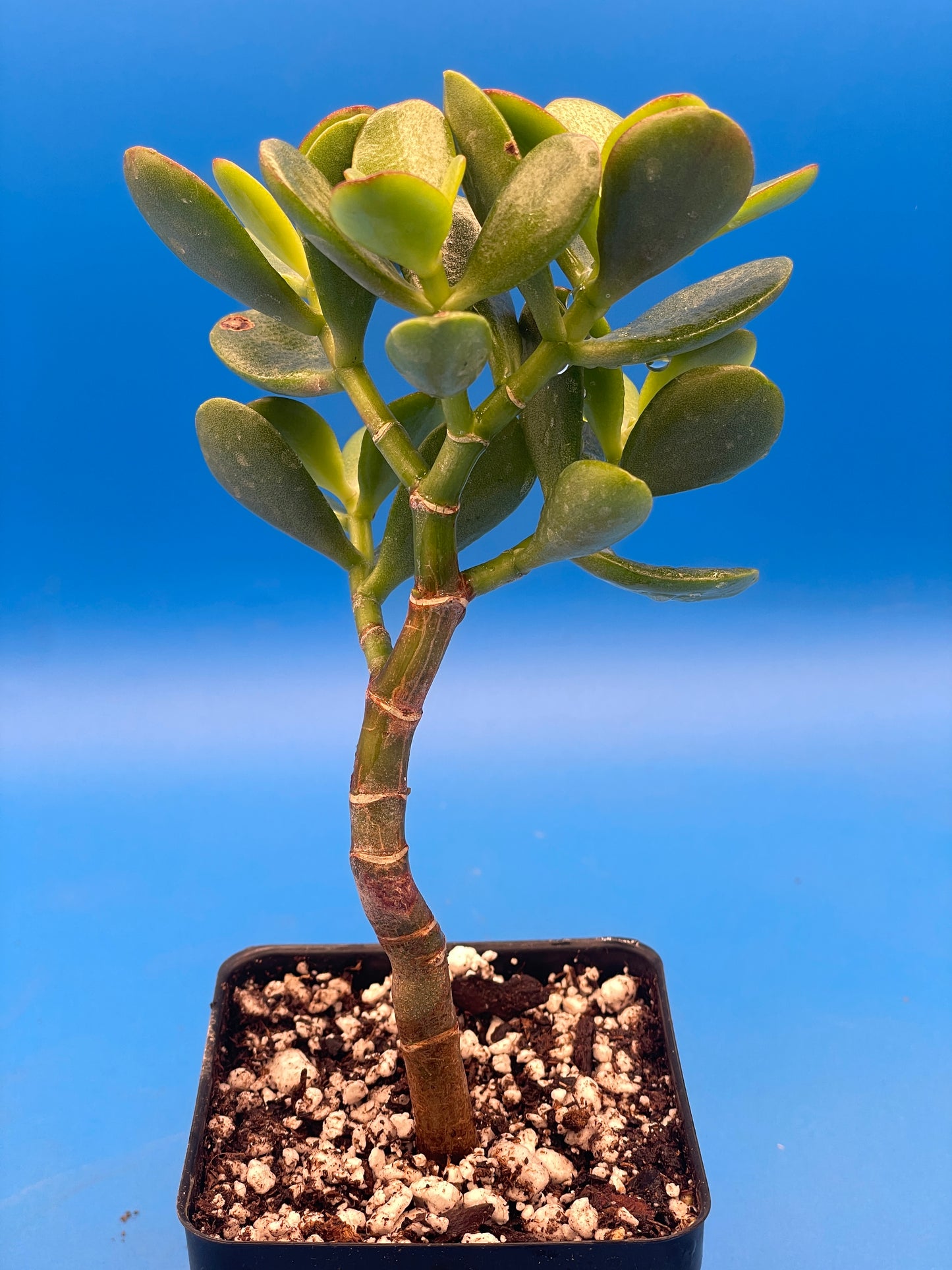 Baby Jade Plant - Crosby Compact Crassula Ovata in 3.5” pot Grows Like a bonsai!