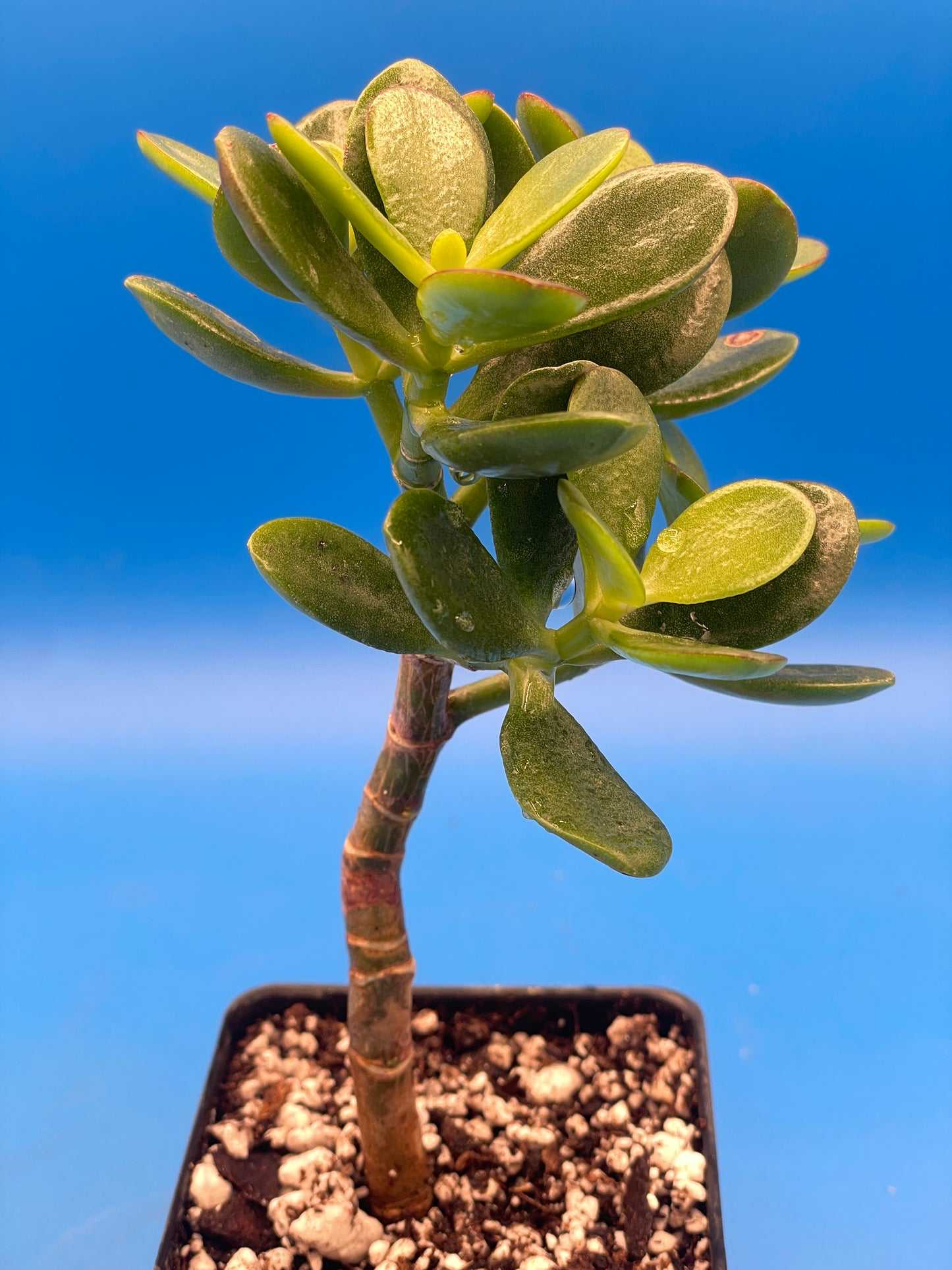 Baby Jade Plant - Crosby Compact Crassula Ovata in 3.5” pot Grows Like a bonsai!