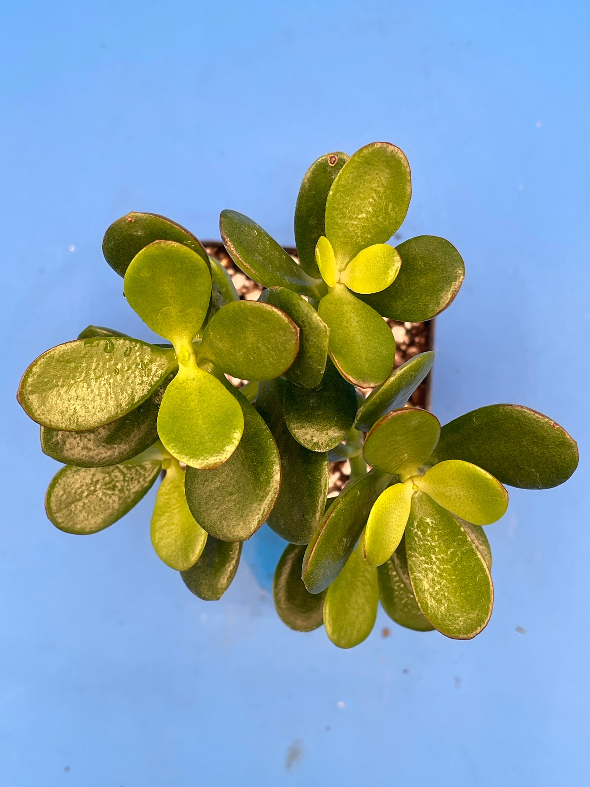 white spots on a jade plant Baby Jade Plant
