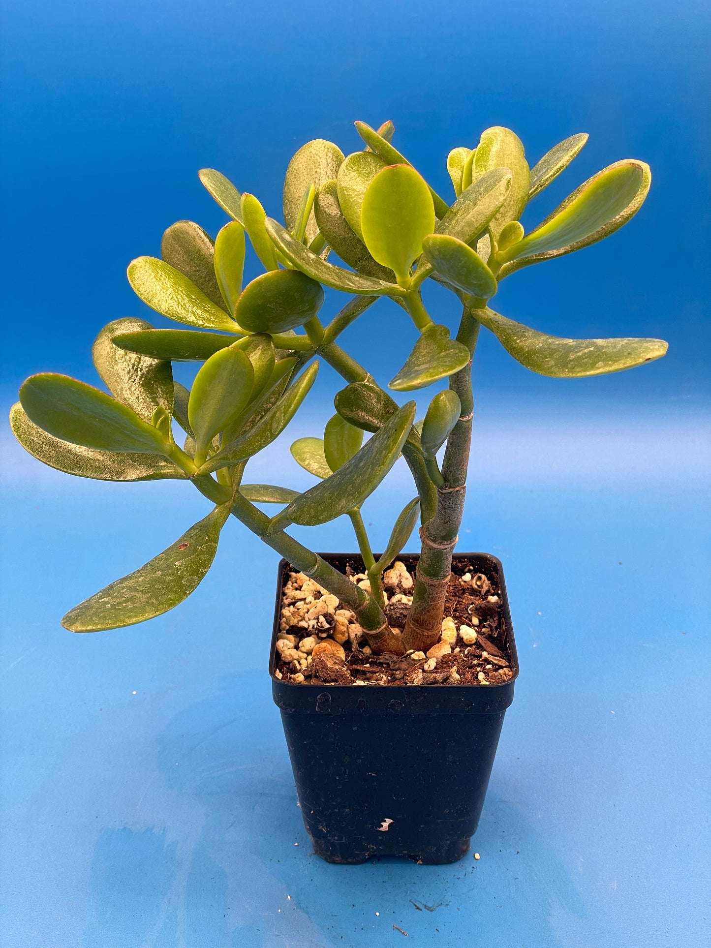 Jade Plant - Crassula Ovata - Shown in 3.5” pot - Grows Like A Bonsai! No Shipping To California Or Arizona!