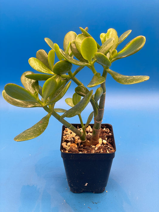 Jade Plant - Crassula Ovata - Shown in 3.5” pot - Grows Like A Bonsai! No Shipping To California Or Arizona!