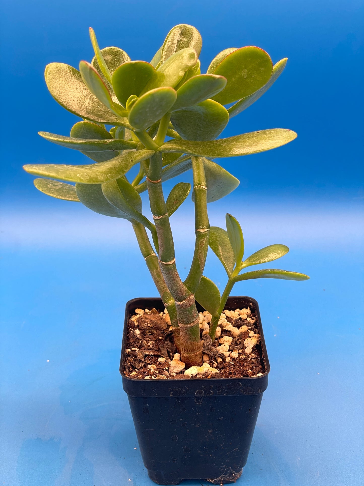 Jade Plant - Crassula Ovata - Shown in 3.5” pot - Grows Like A Bonsai! No Shipping To California Or Arizona!