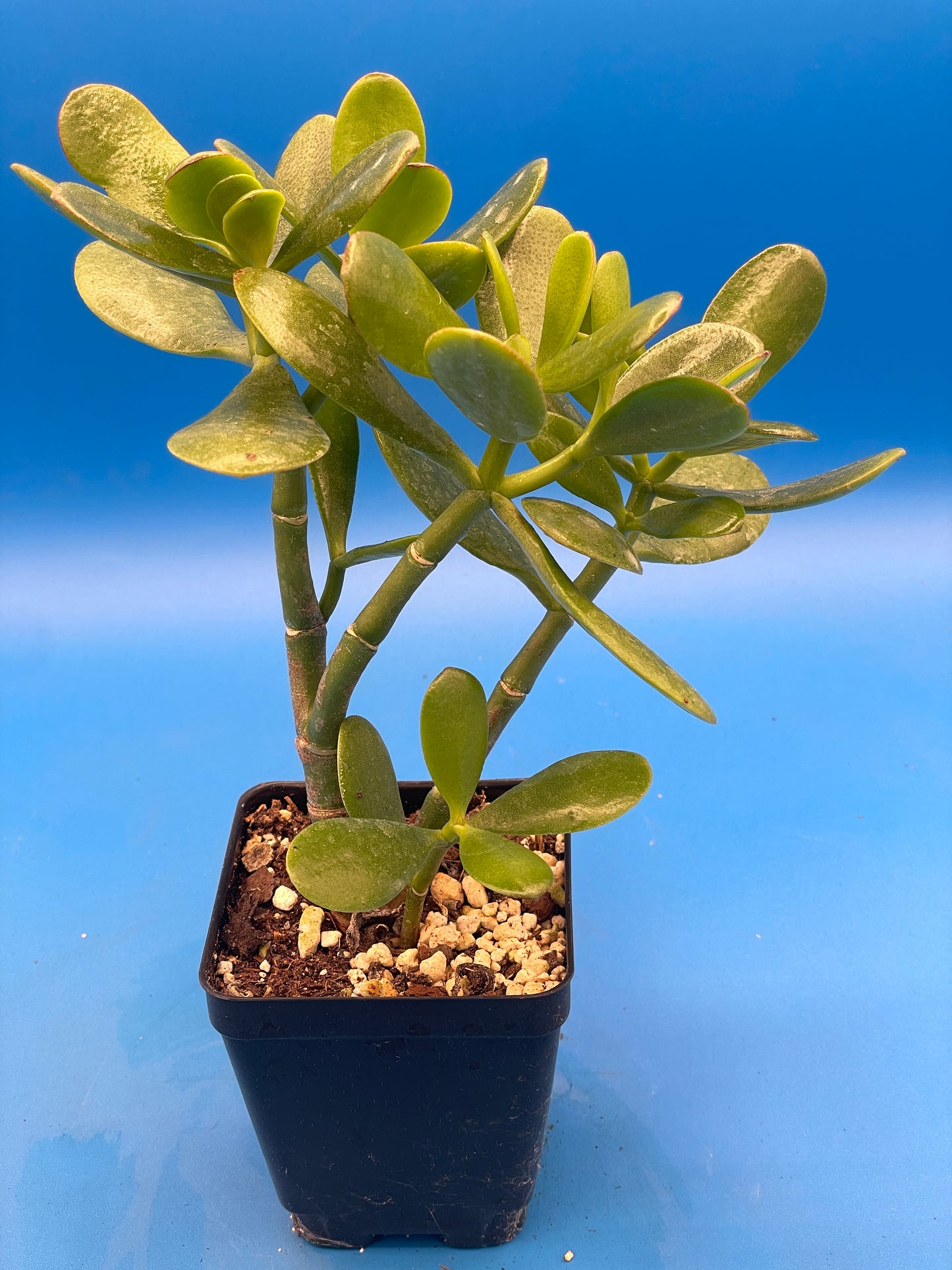 Jade Plant - Crassula Ovata - Shown in 3.5” pot - Grows Like A Bonsai! No Shipping To California Or Arizona!