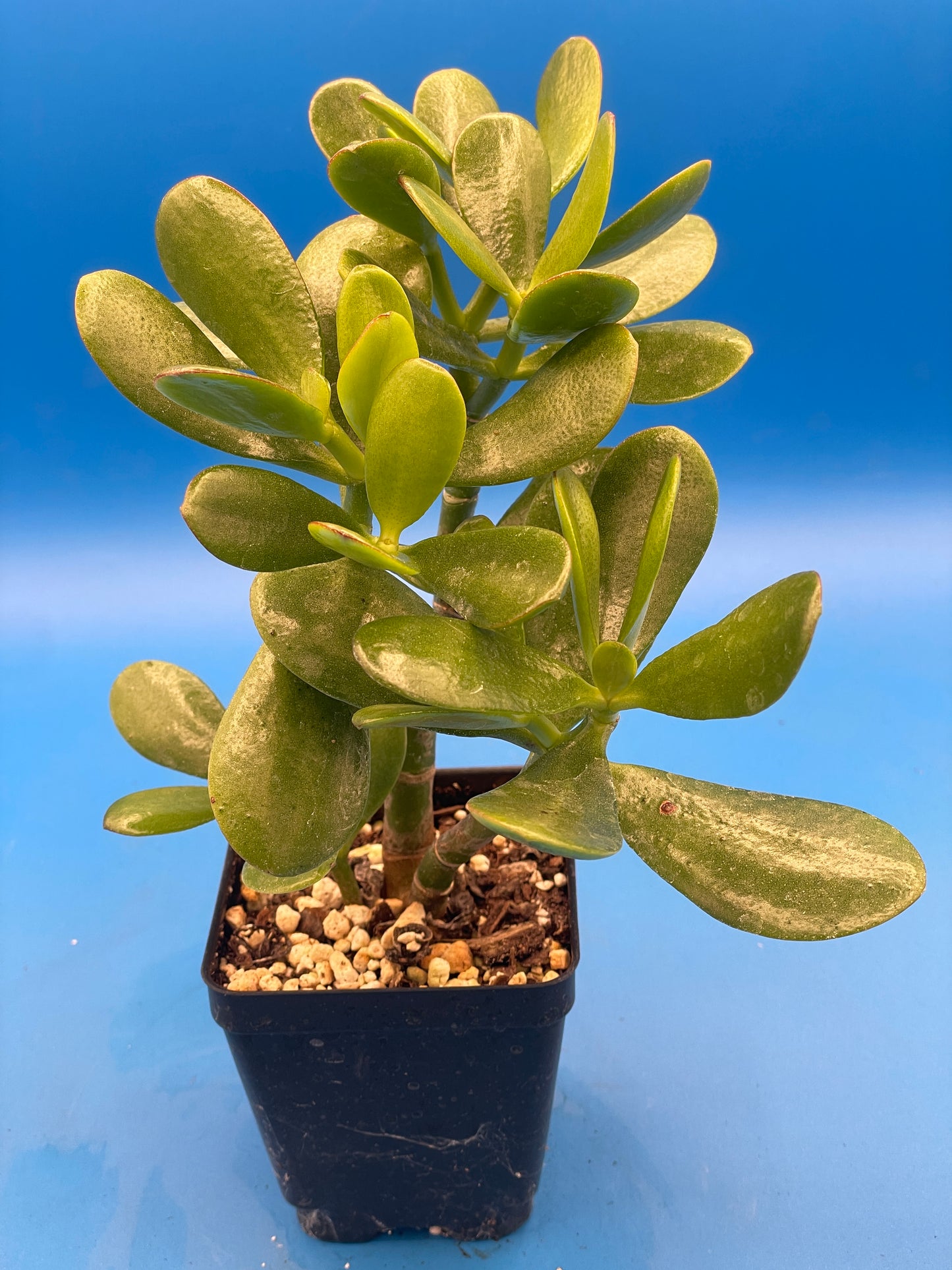 Jade Plant - Crassula Ovata - Shown in 3.5” pot - Grows Like A Bonsai! No Shipping To California Or Arizona!