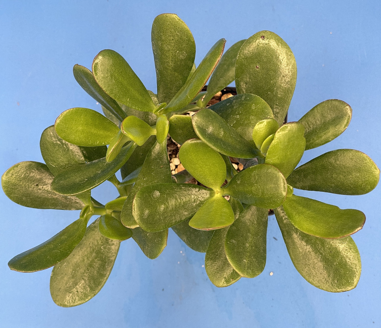 Jade Plant - Crassula Ovata - Shown in 3.5” pot - Grows Like A Bonsai! No Shipping To California Or Arizona!