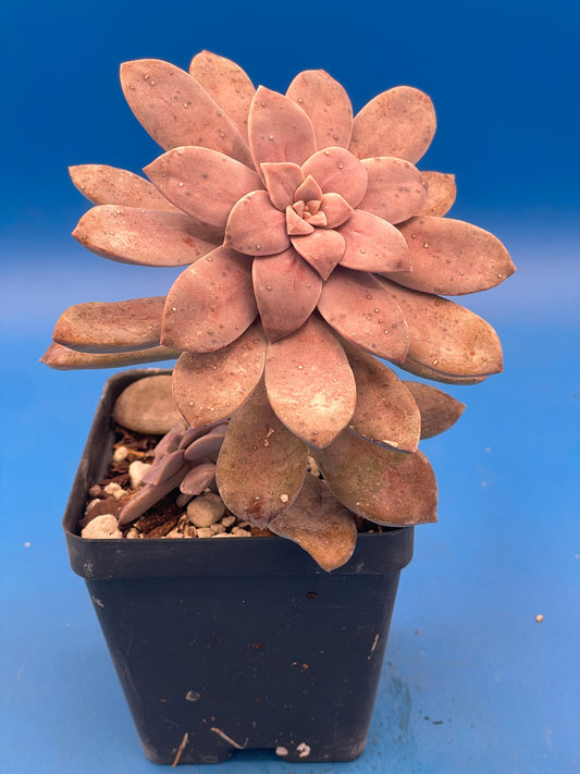 Graptopetalum Pentandrum Superbum - Ships in 3.5” pot - No Shipping To California Or Arizona!