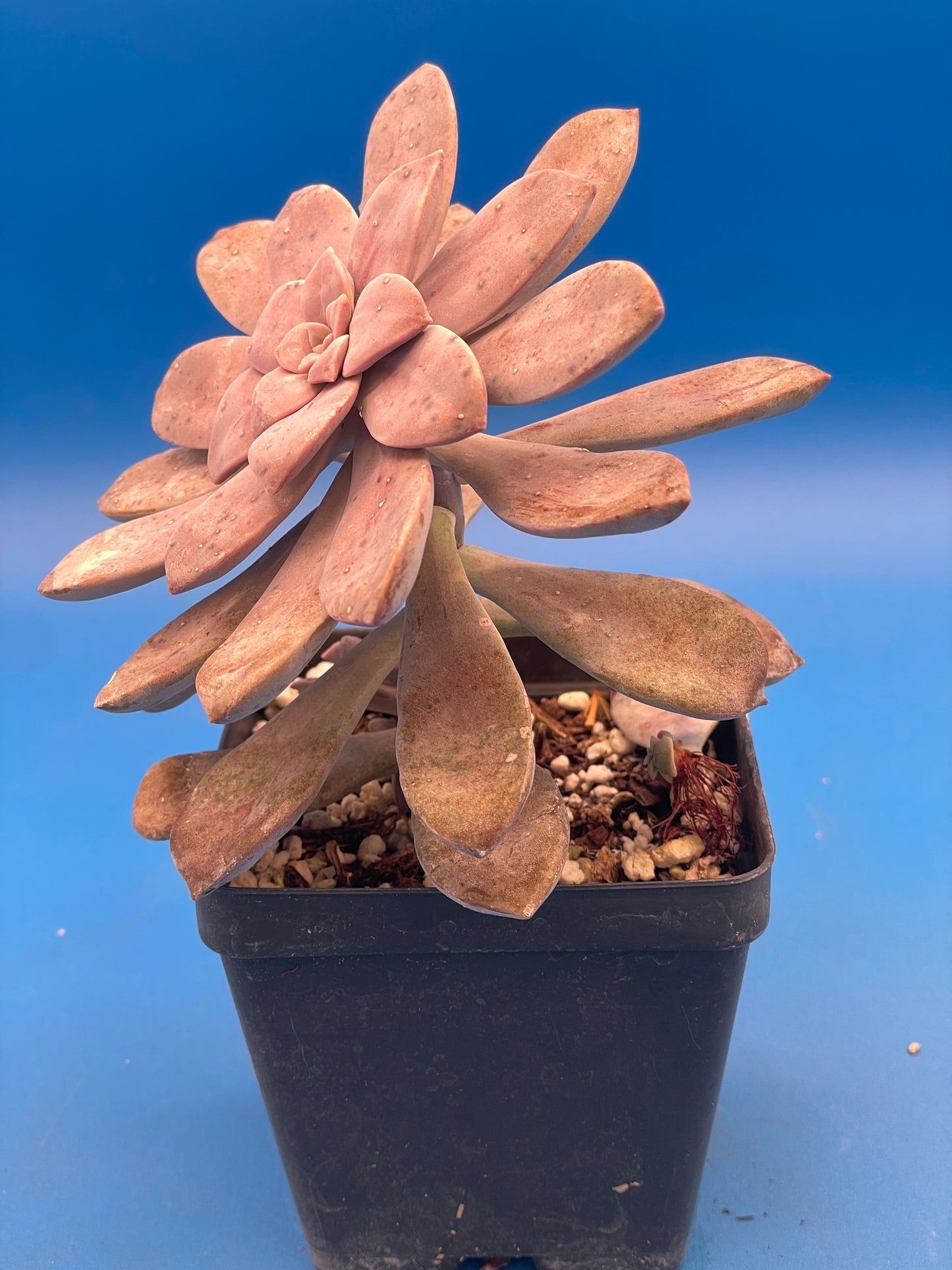 Graptopetalum Pentandrum Superbum - Ships in 3.5” pot - No Shipping To California Or Arizona!
