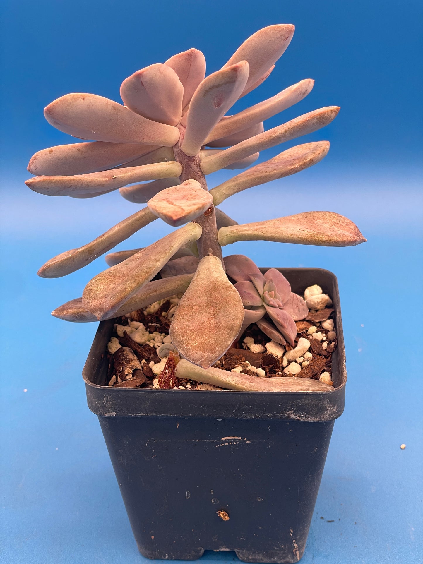 Graptopetalum Pentandrum Superbum - Ships in 3.5” pot - No Shipping To California Or Arizona!