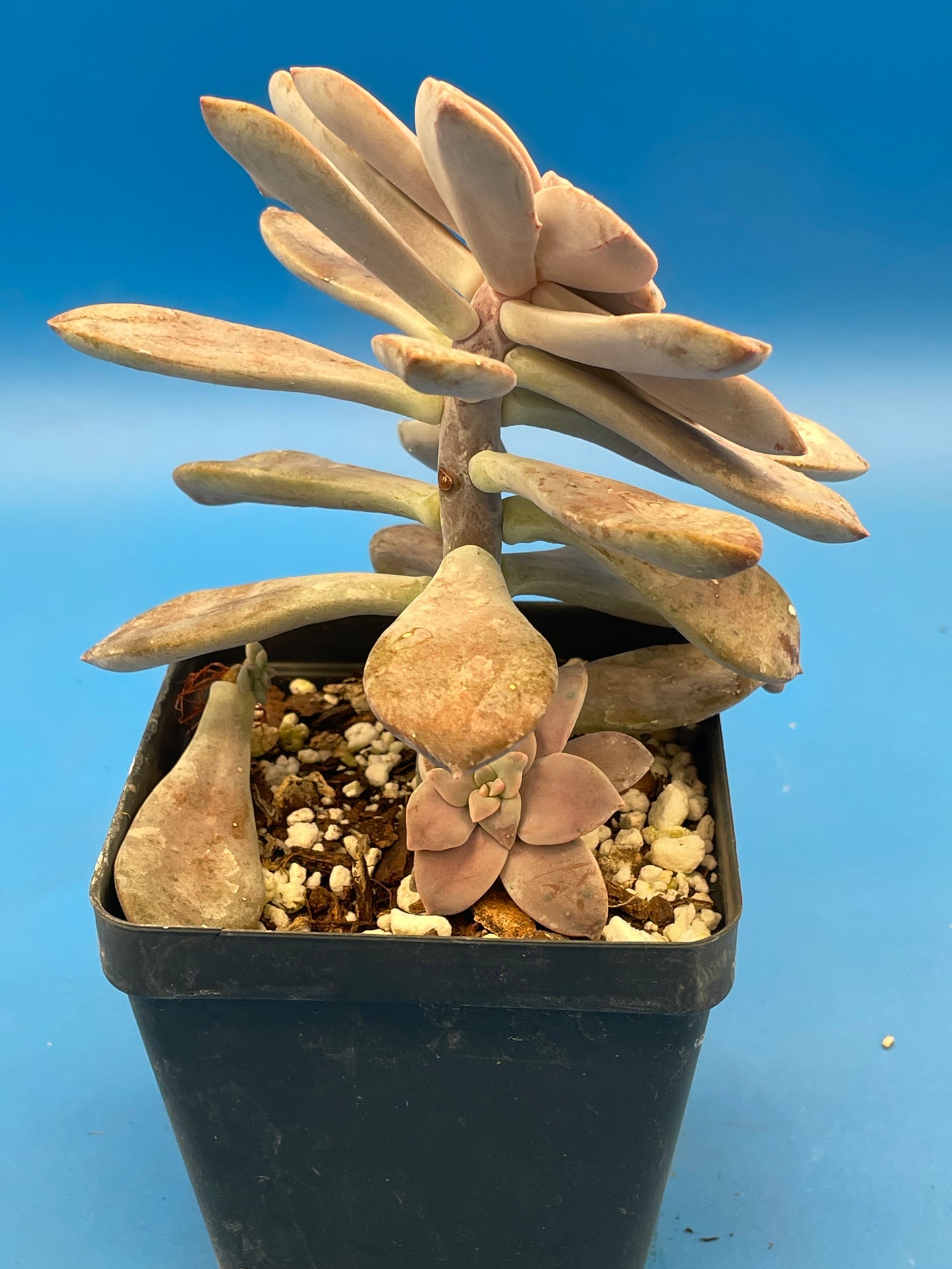 Graptopetalum Pentandrum Superbum - Ships in 3.5” pot - No Shipping To California Or Arizona!