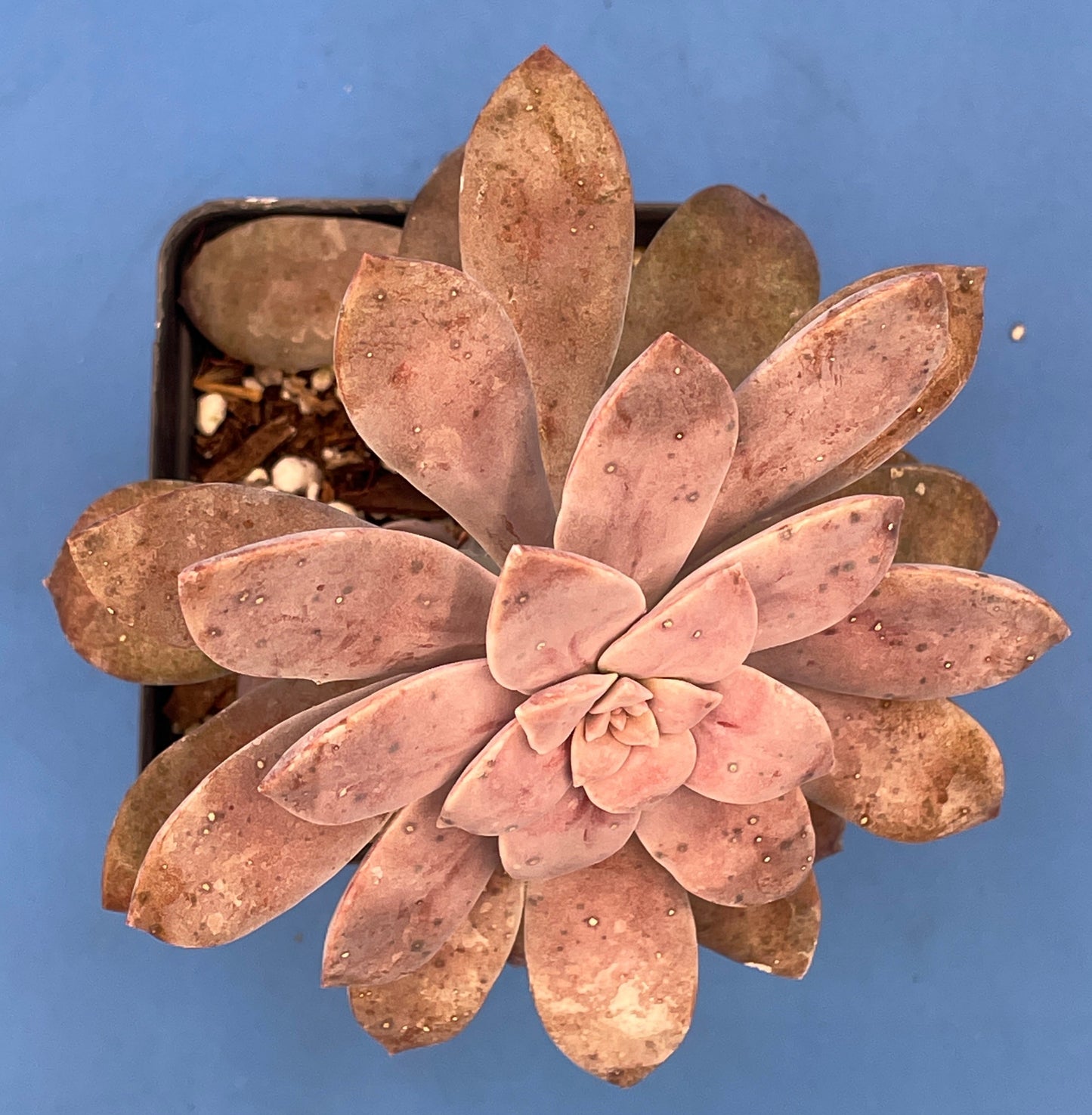 Graptopetalum Pentandrum Superbum - Ships in 3.5” pot - No Shipping To California Or Arizona!