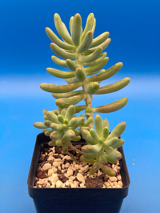 Sedum Pachyphyllum - Jelly Beans Sedum - Ships in 3.5” pot - No Shipping To California Or Arizona!